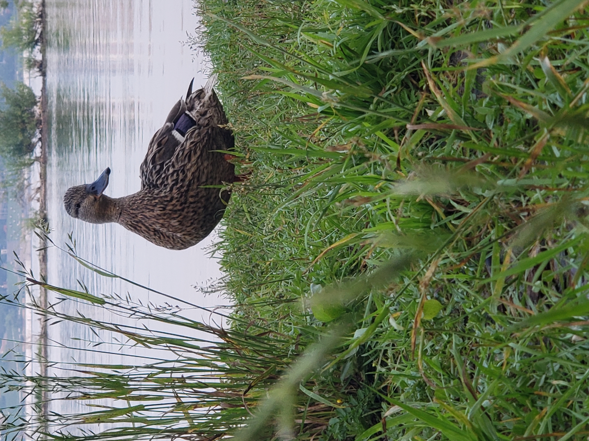 Mallard ducks along a calm urban waterway on a July afternoon