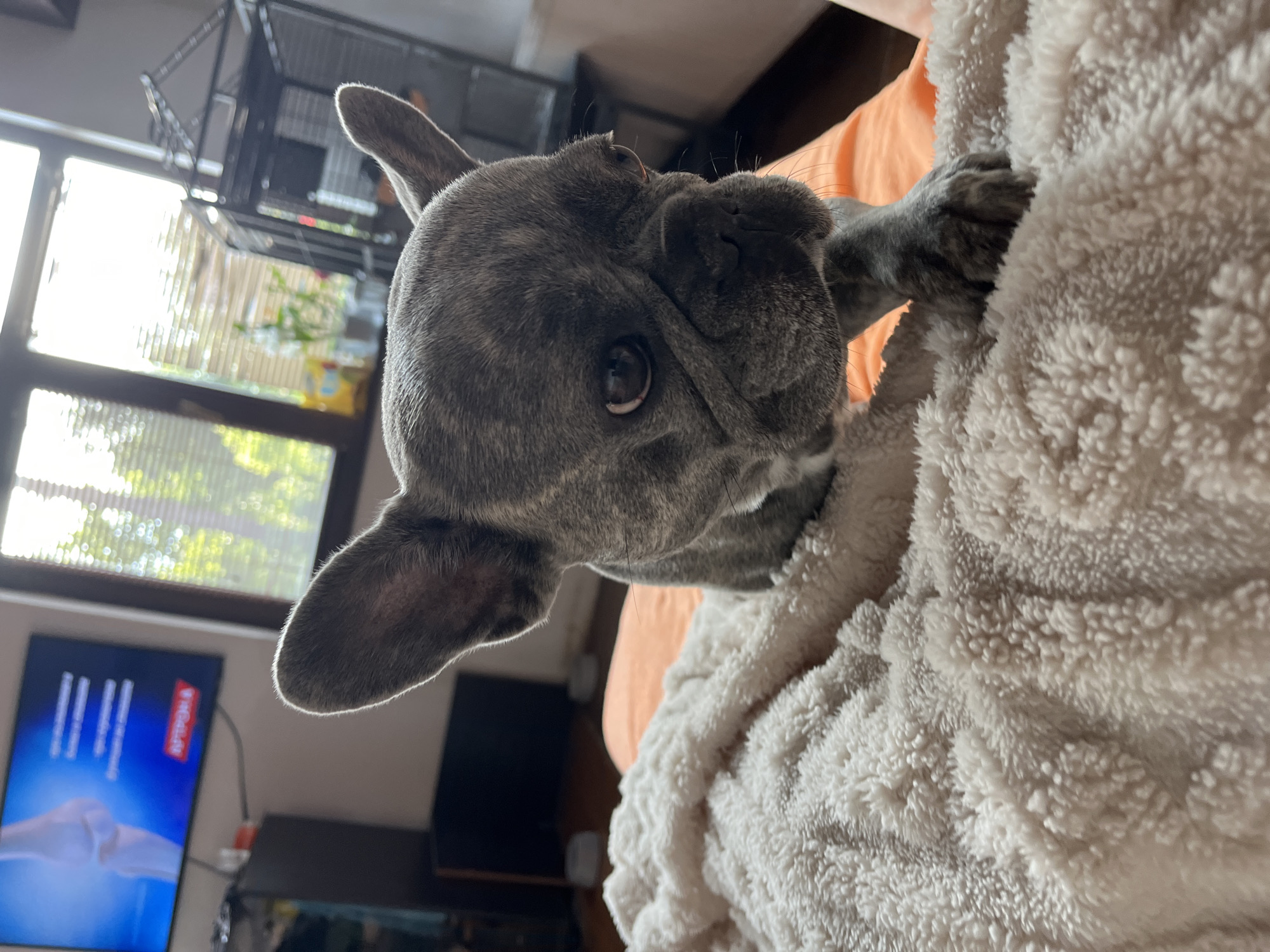 French Bulldog's cozy morning rest documented in intimate portraits