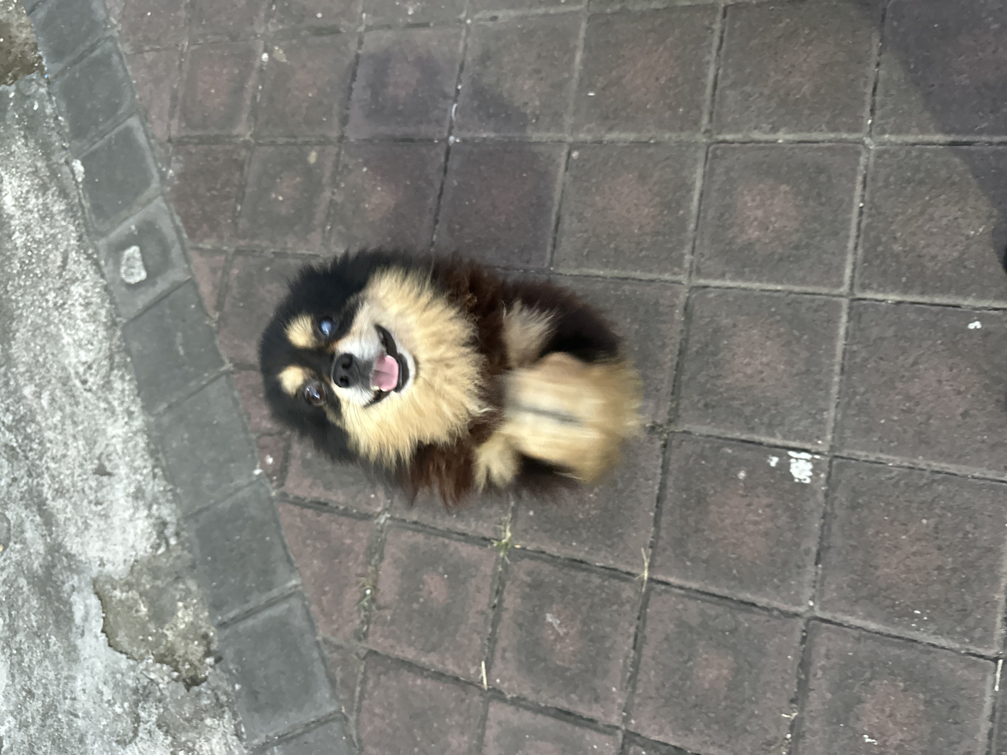 Pomeranian dog rests on brick walkway in Dalung