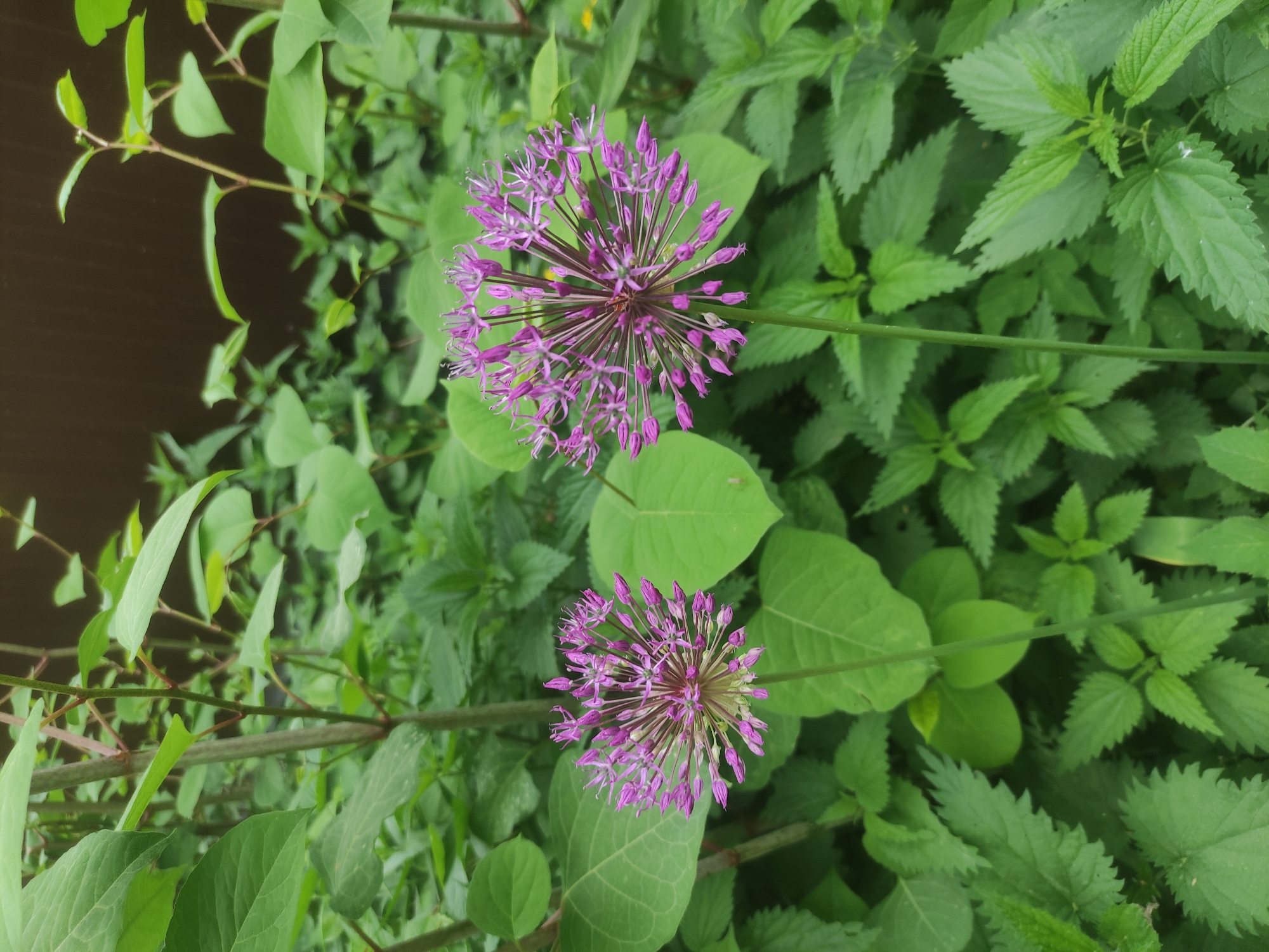 Purple alliums bloom in garden setting