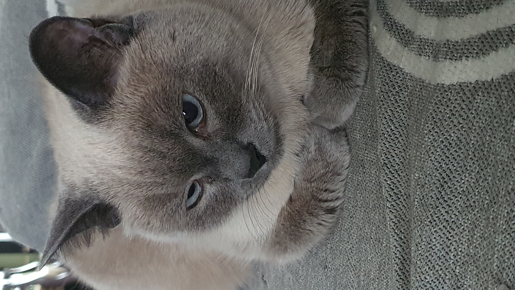 Siamese cat at rest on a gray couch in Krasnoyarsk
