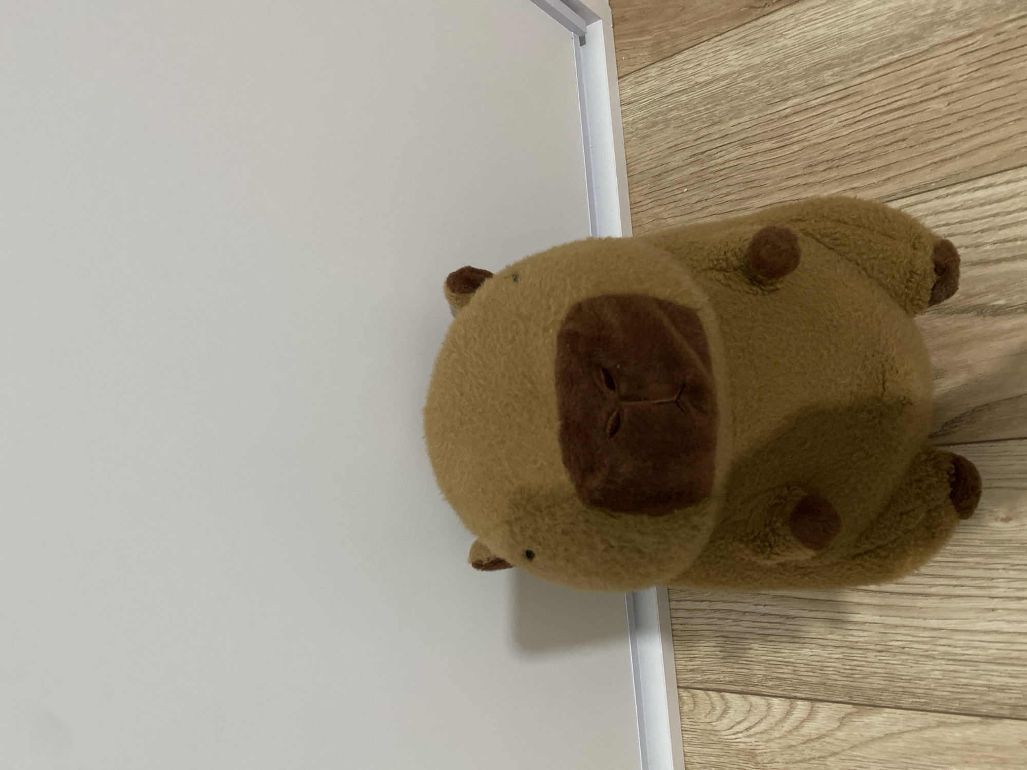 Minsk apartment floor covered in plush toys and small goods