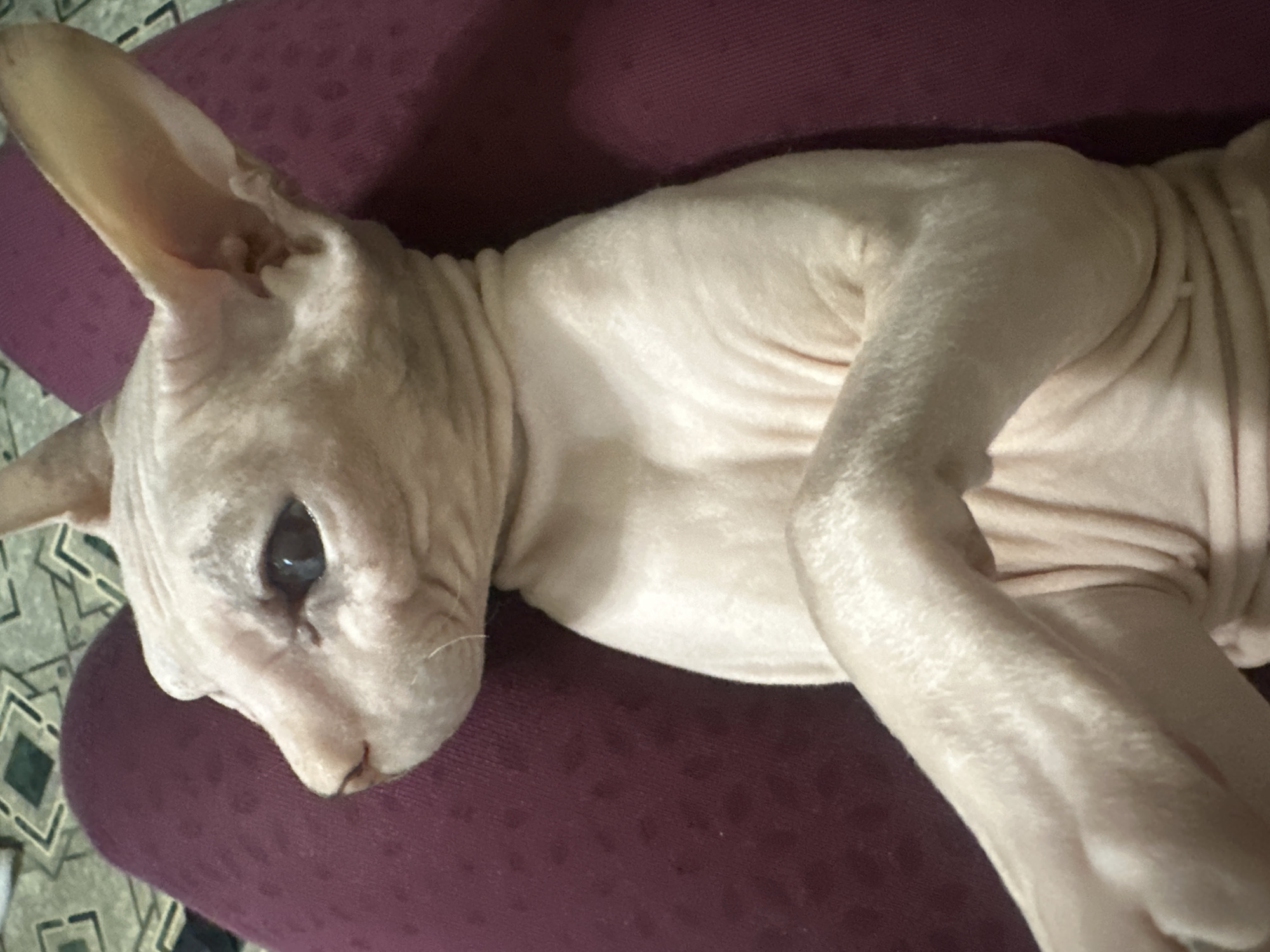 Sphynx cat hangout session, with a dog cameo