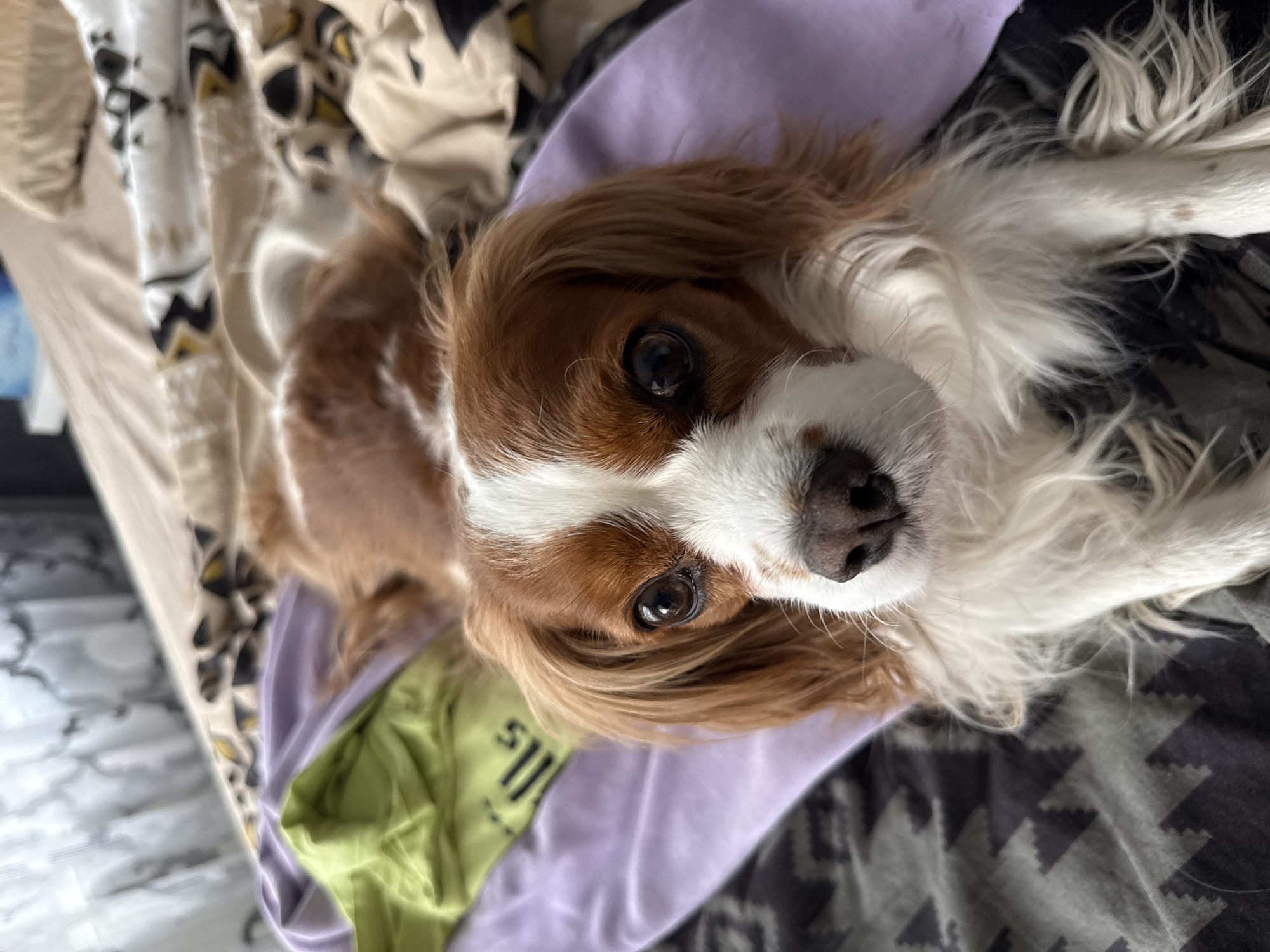 Dog rests on colorful fabric-covered bed in Sofia