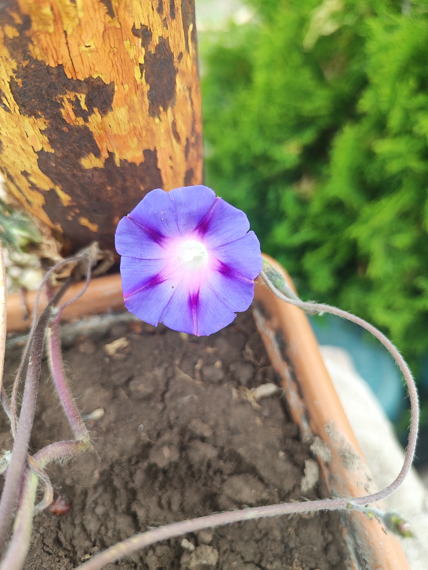 Morning glory and coffee on a slow morning in Harich