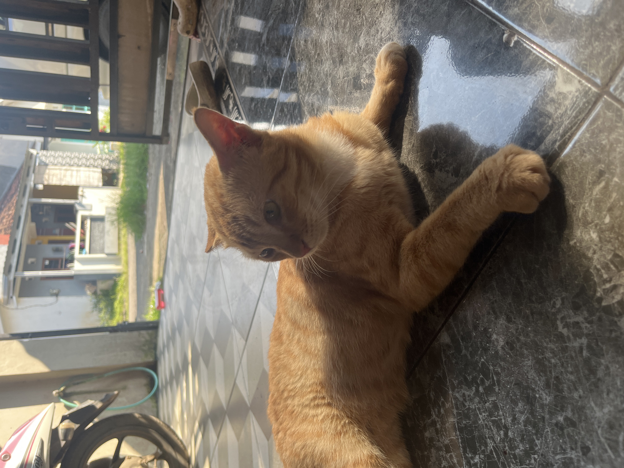 Orange tabby cat rests on tile floor in Paweden