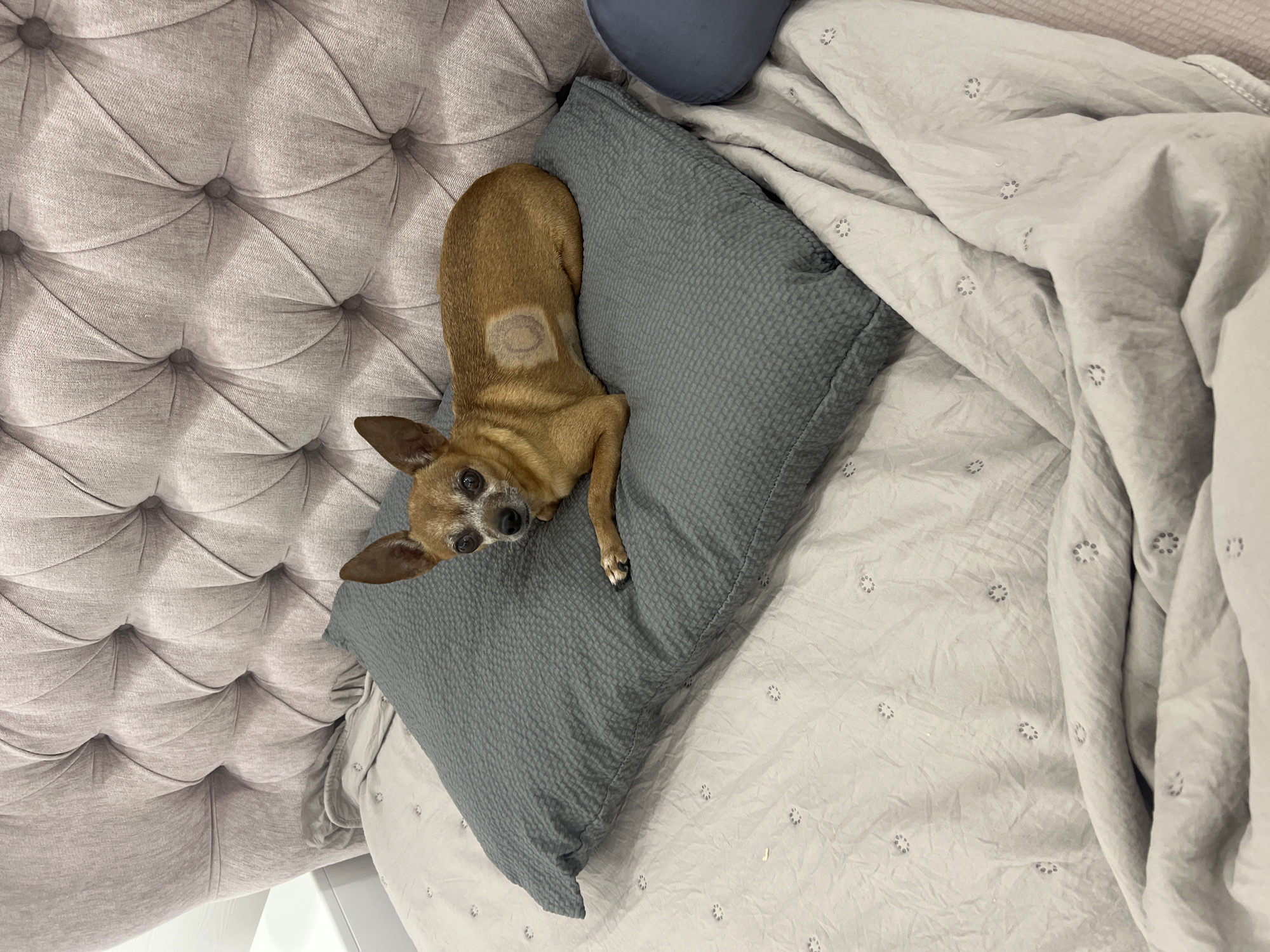Chihuahua's lazy afternoon with snacks, flowers, and food
