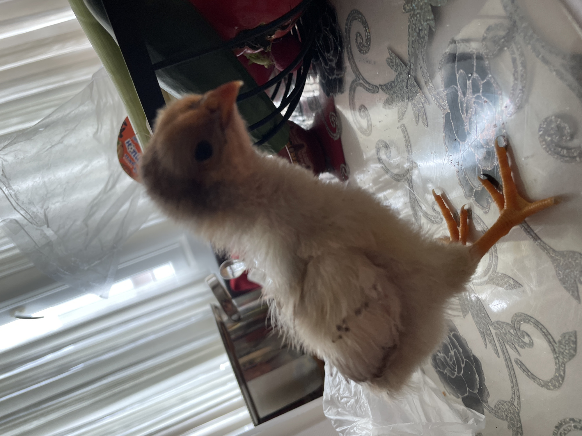 Young chick observed indoors in Zlatograd, Bulgaria household setting