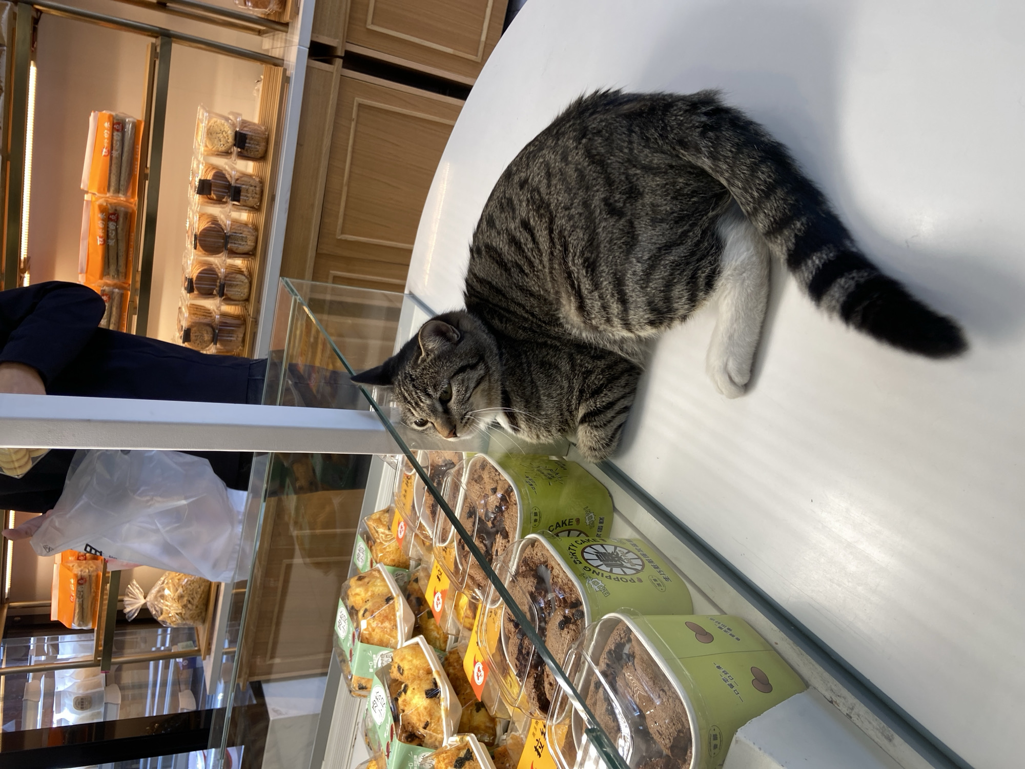 Bakery cat holds court next to pastries and Cotti Coffee