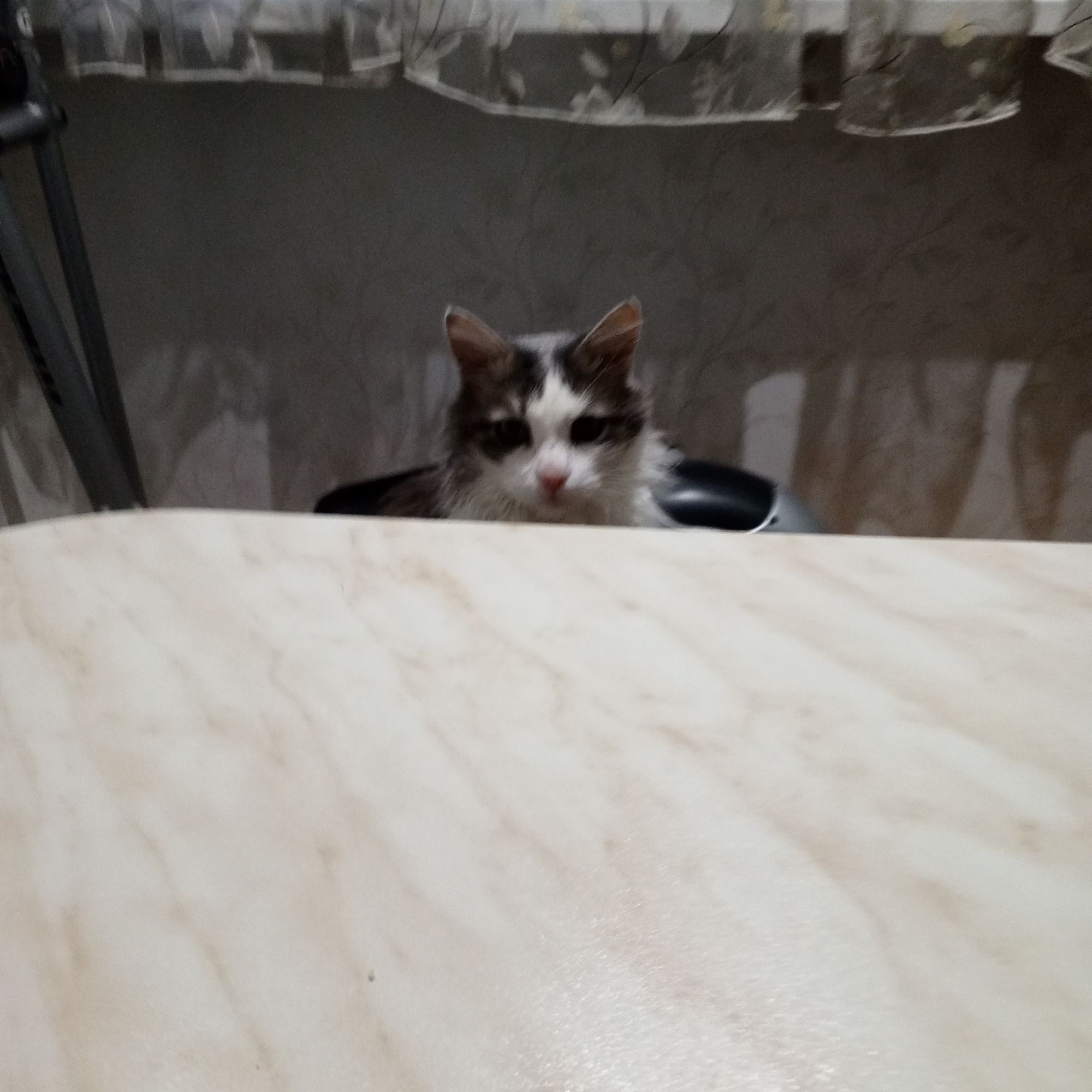 Domestic cat spotted in multiple rooms of Gremyachinsk home
