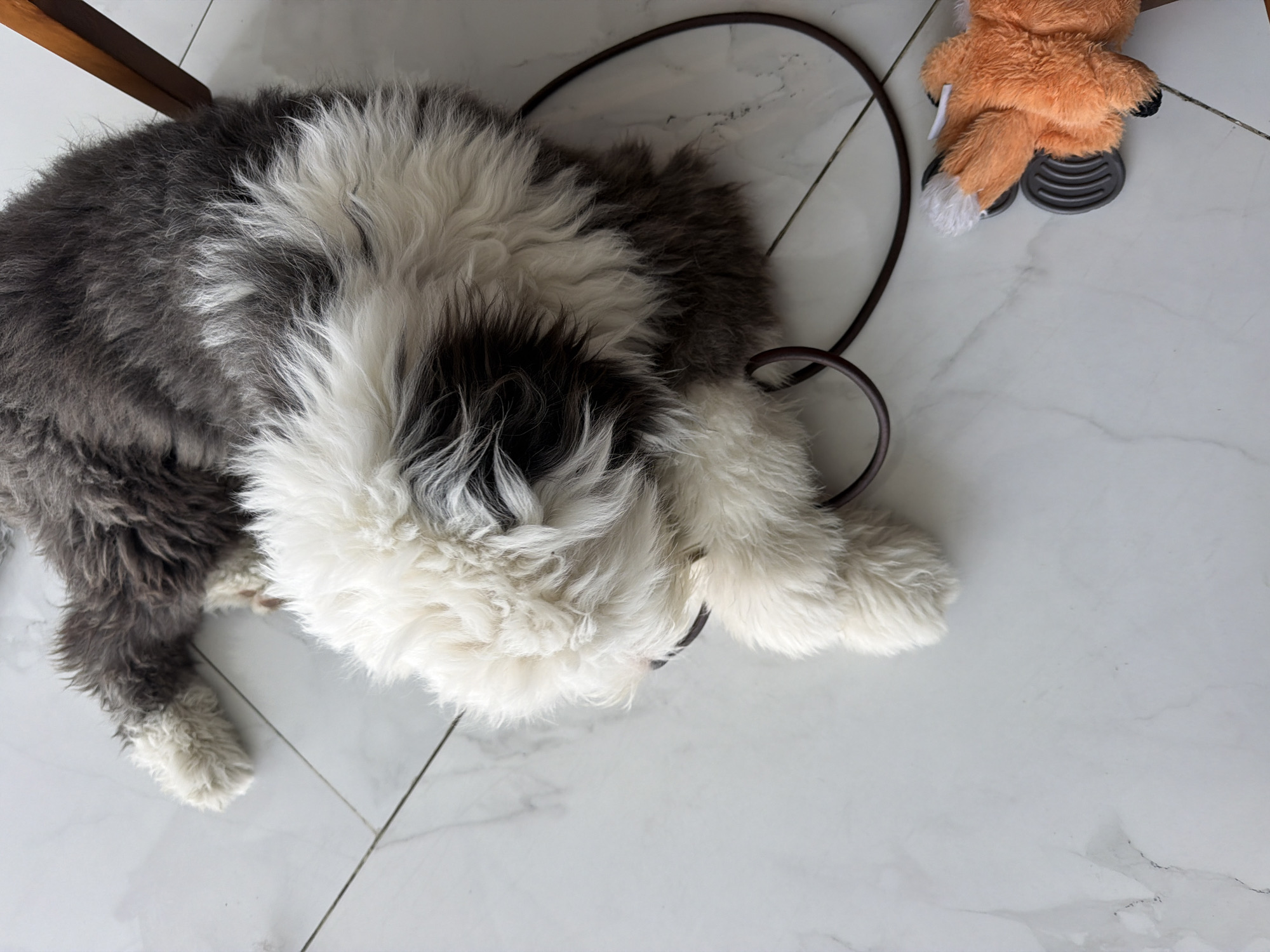 Shaggy dog rests indoors in San Bernardino Tlaxcalancingo