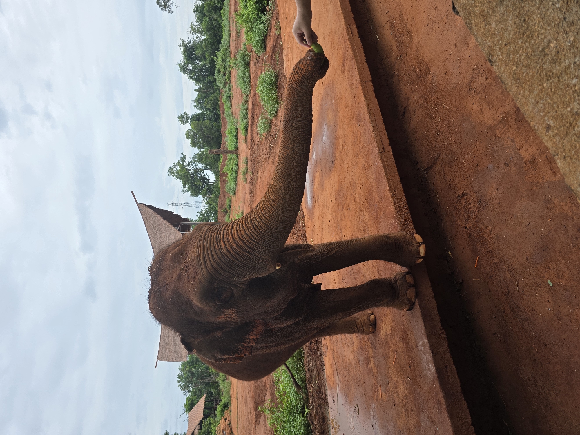Elephant reaches for green food at Xiuying District attraction