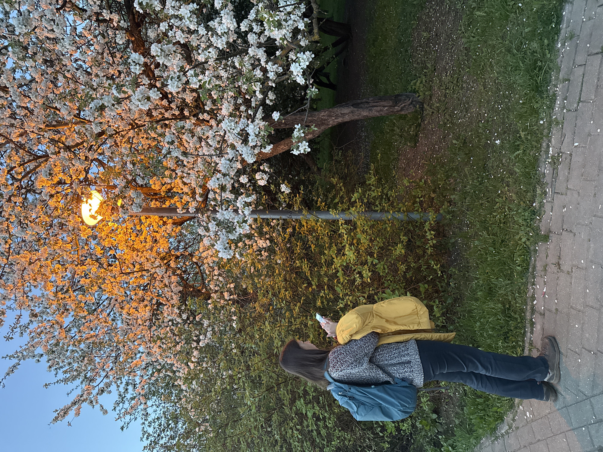Moscow residents enjoy spring evening recreation amid blooming trees