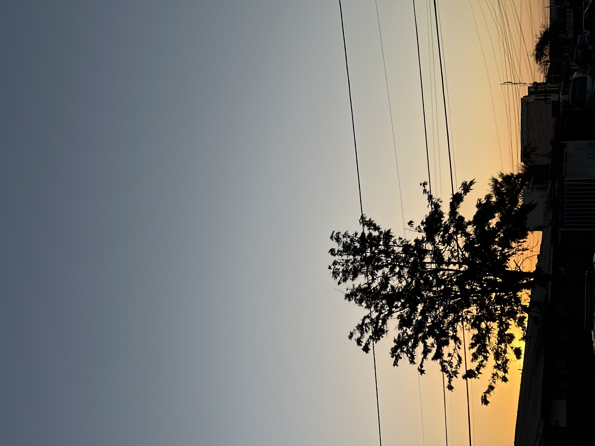 Tree silhouette captured against sunset sky in Arica, Chile