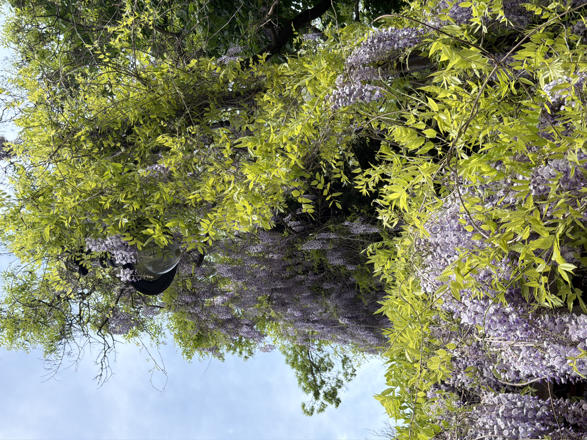 Spring wisteria blooms captured in canopy view, Varna Bulgaria
