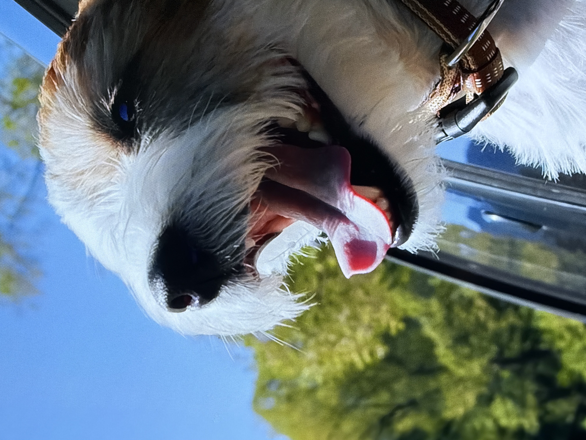 Lazy summer day in Sergeyevka: pets, bonfires, and downtime