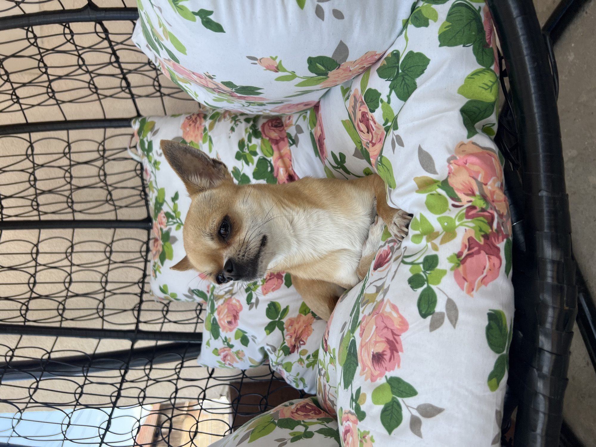 Chihuahua spotted resting on pillows in outdoor chair, Bukovets