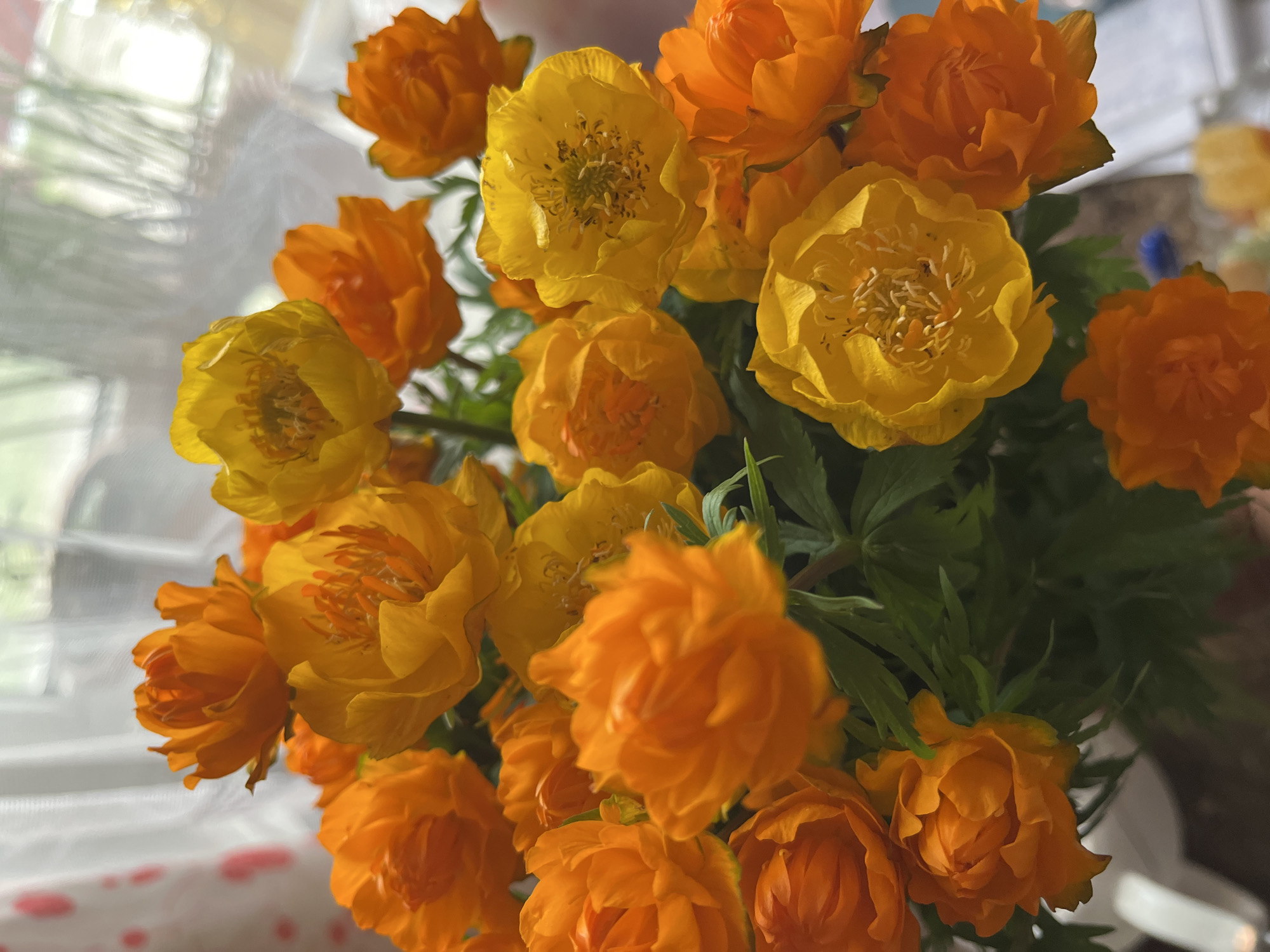 Globe flower bouquet documented indoors in Petropavlovsk-Kamchatsky