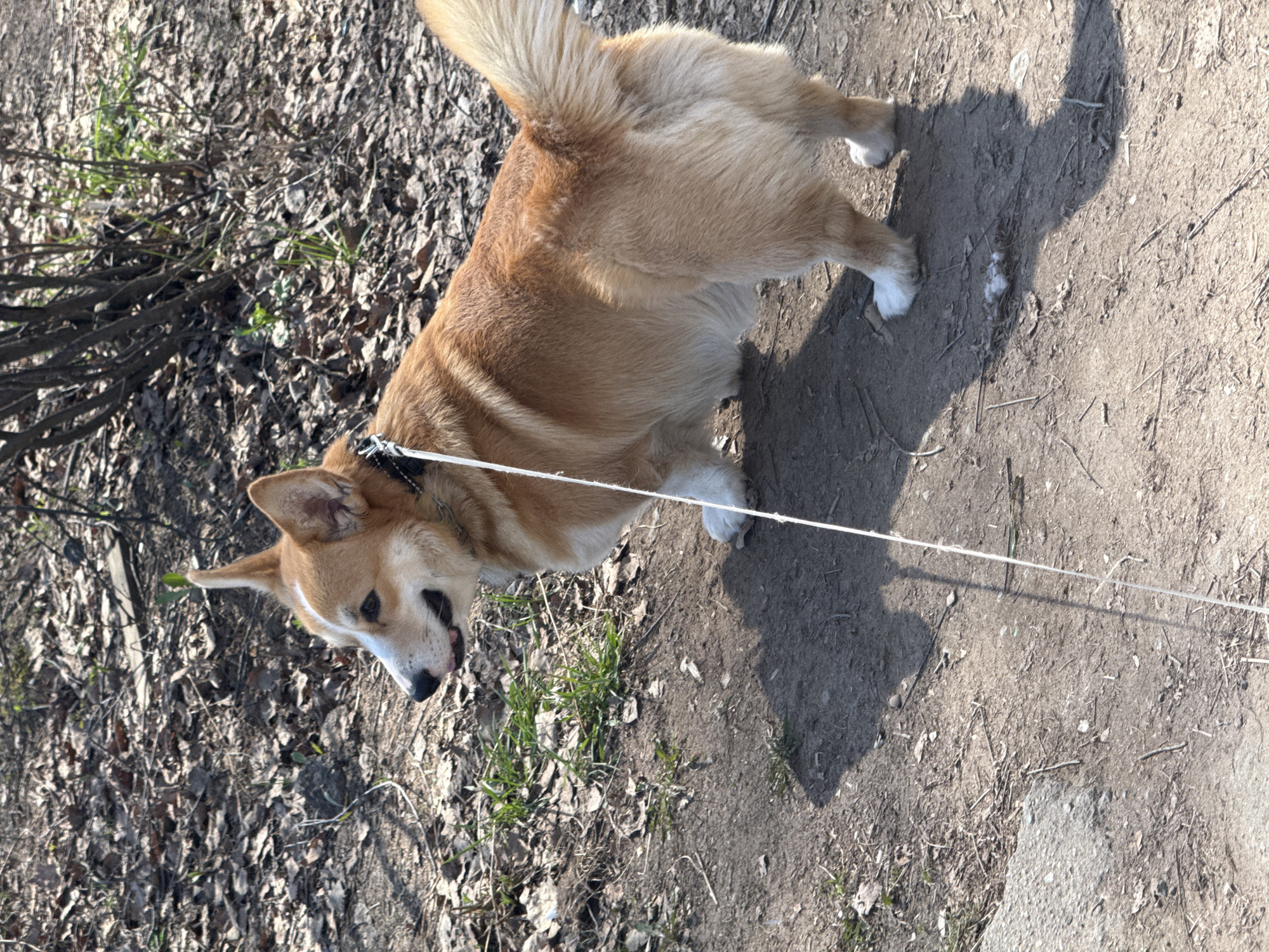 Morning dog walk observed in residential Votkinsk, Russia