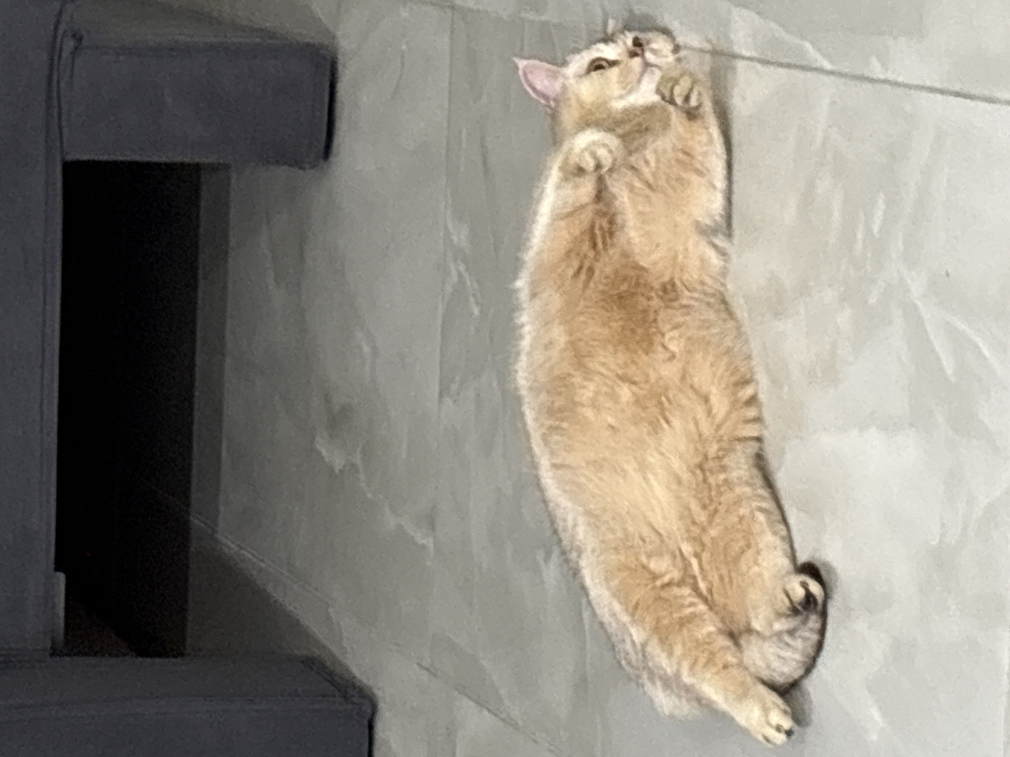 Quiet afternoon moments: resting cat, urban scenery, everyday objects