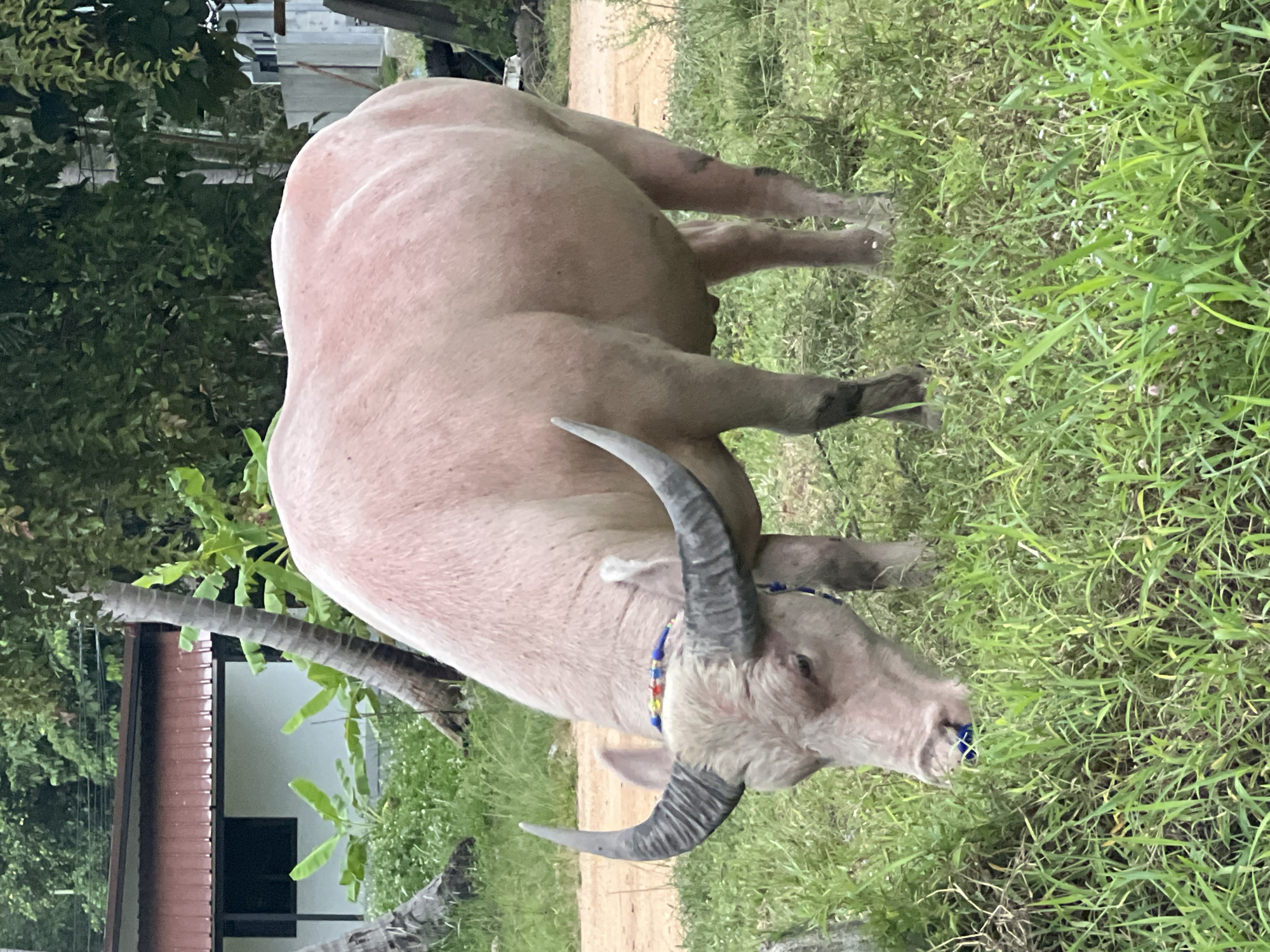 Albino buffalo and overcast beach on Ko Pha-ngan