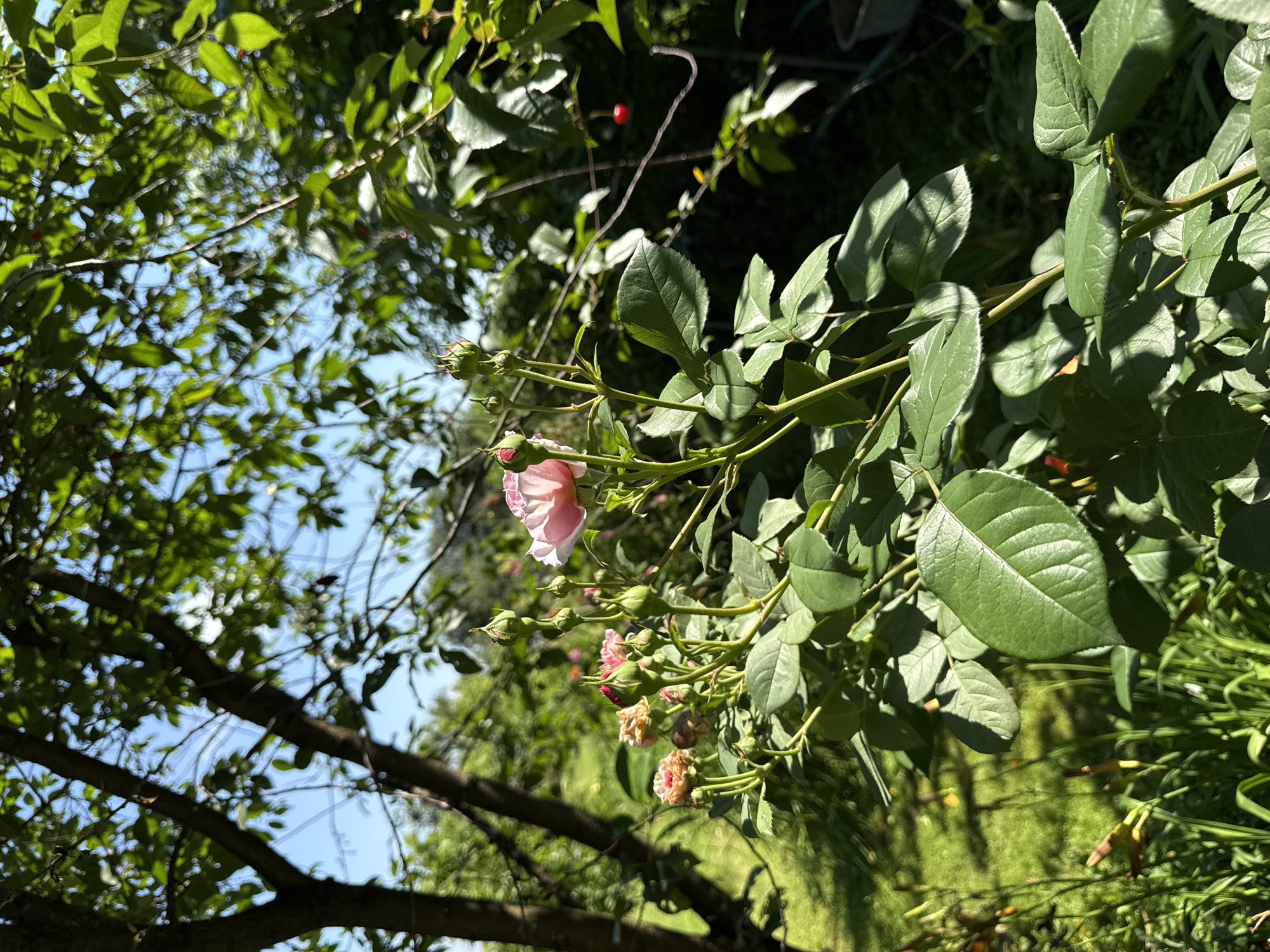Summer nature walk through gardens and forest in Mahilyow, Belarus