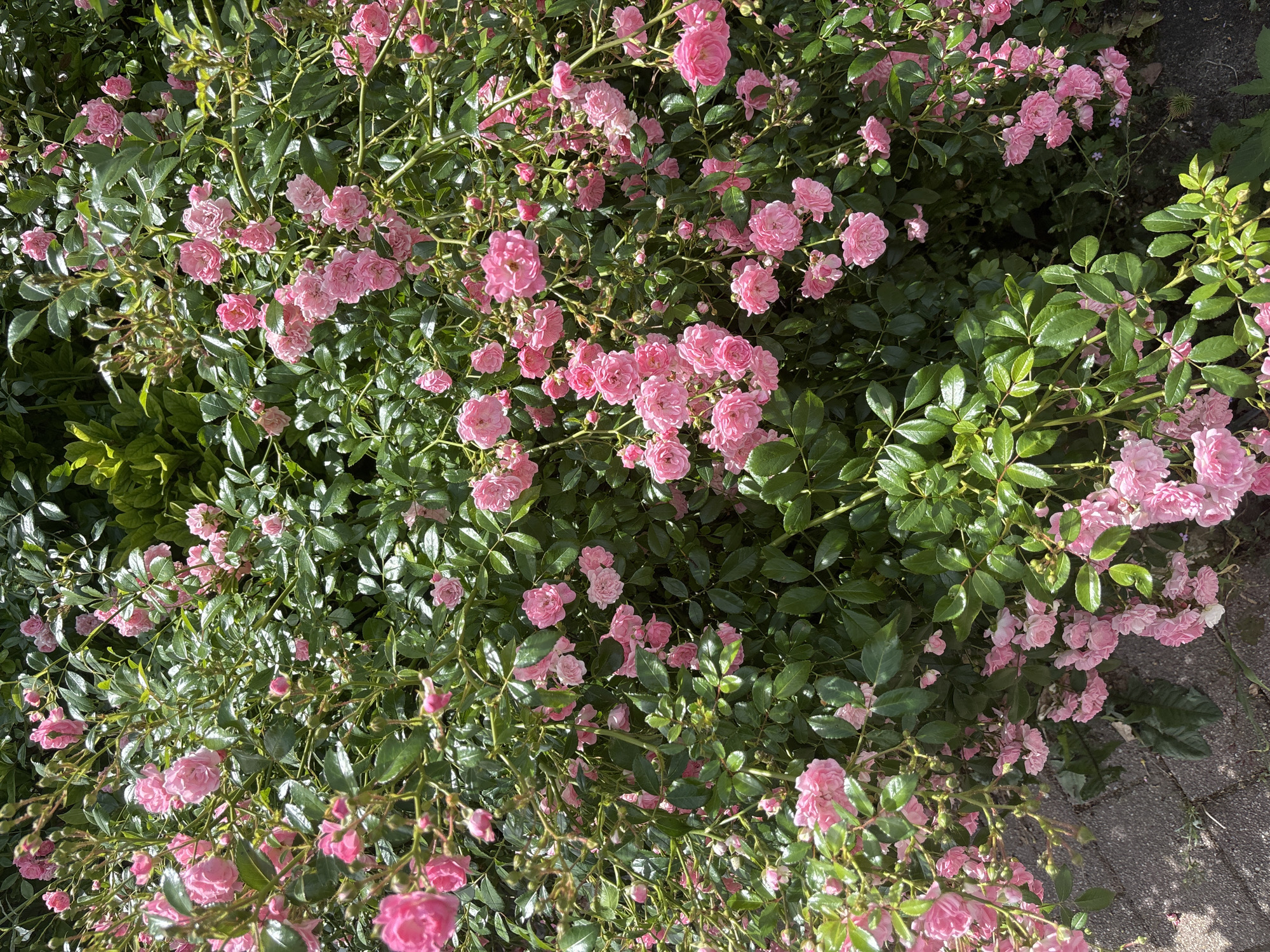 Urban walking tour captures gardens, vehicles, playground in 6-minute span