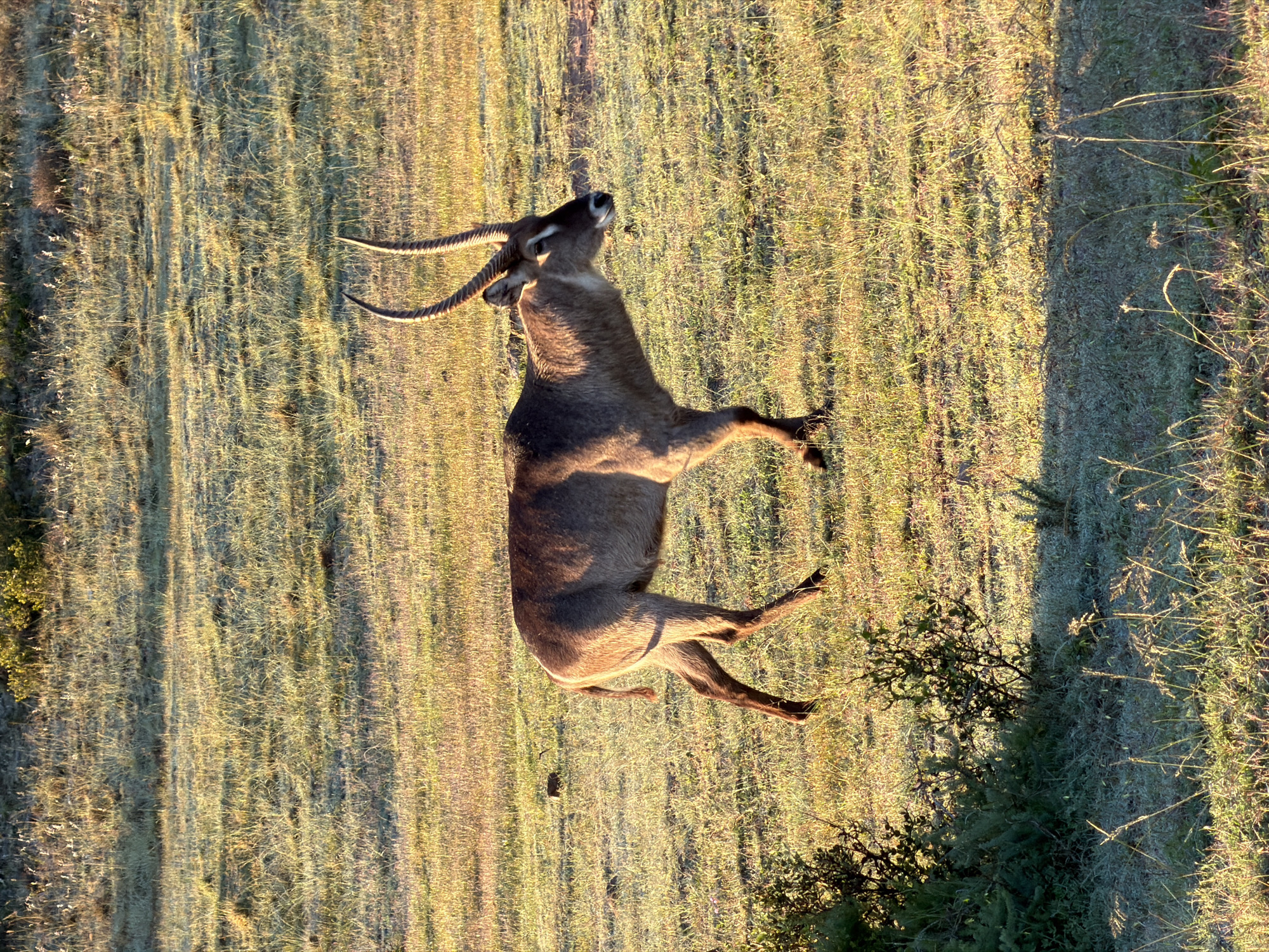 Waterbuck spotted in grassy field near Hessequa Nu, South Africa