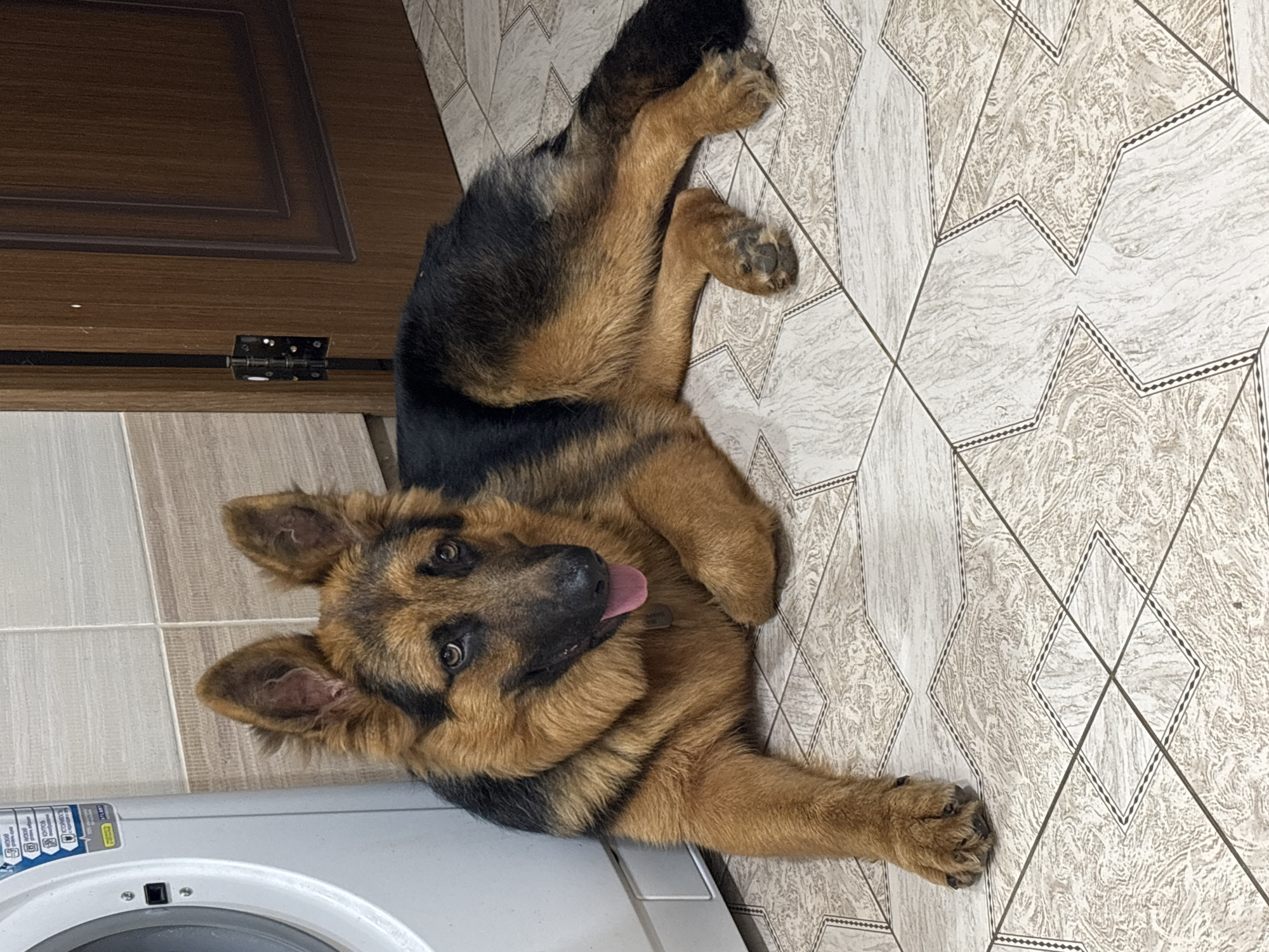 German Shepherd relaxing on a tiled floor in Russia