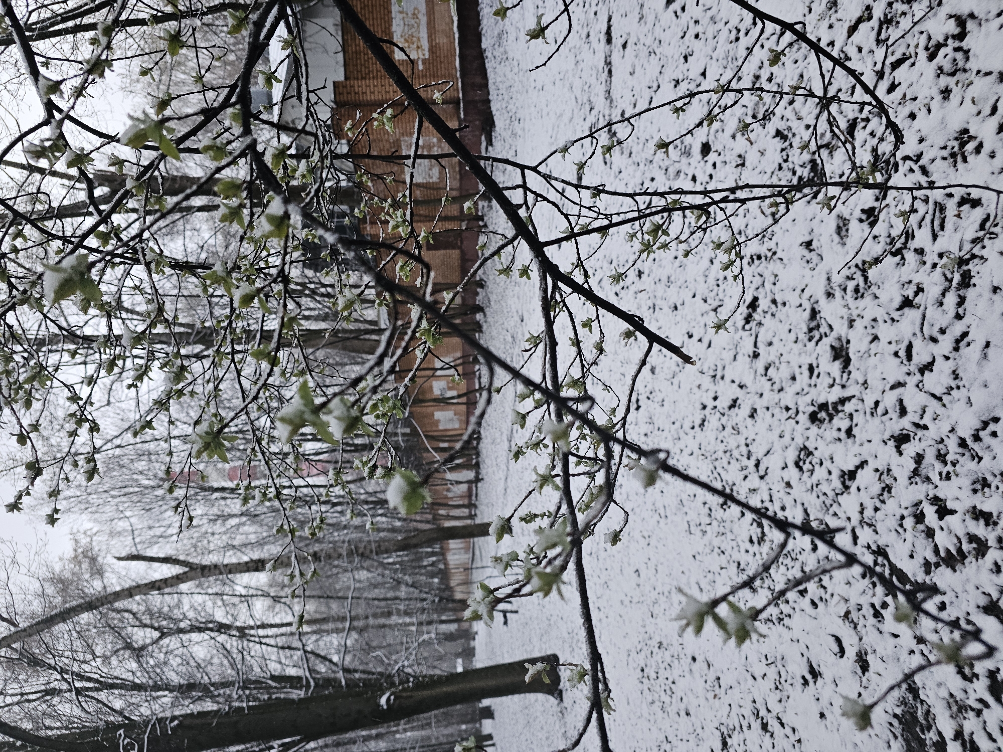 Light snow covers ground in Khimki, Russia