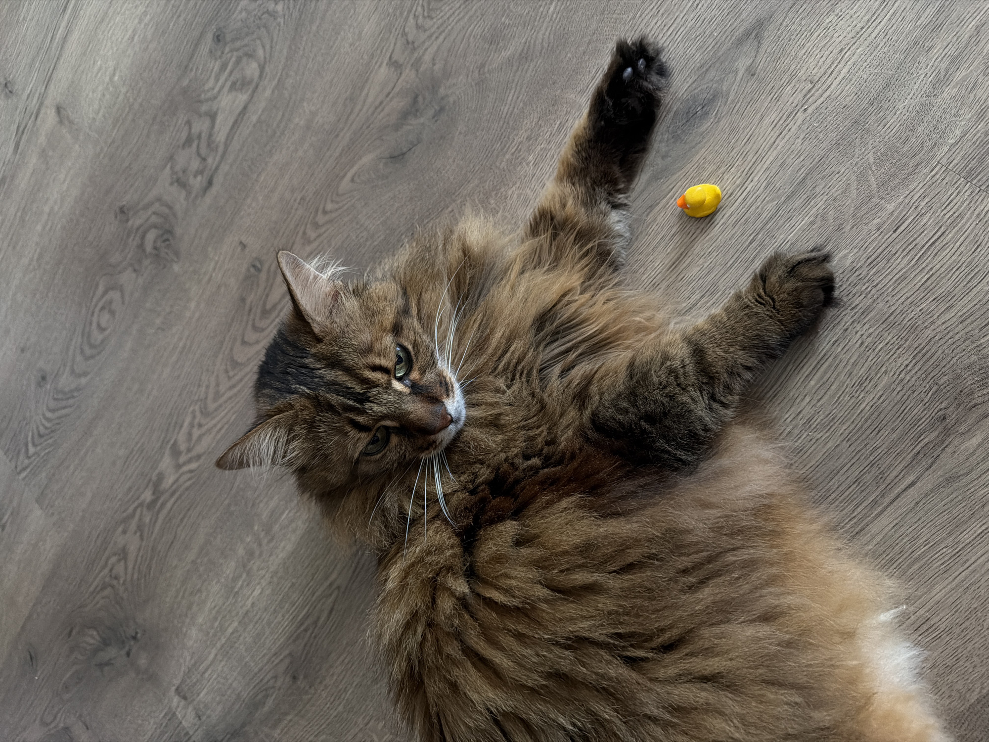 A tabby cat's lazy morning at home in Kyiv