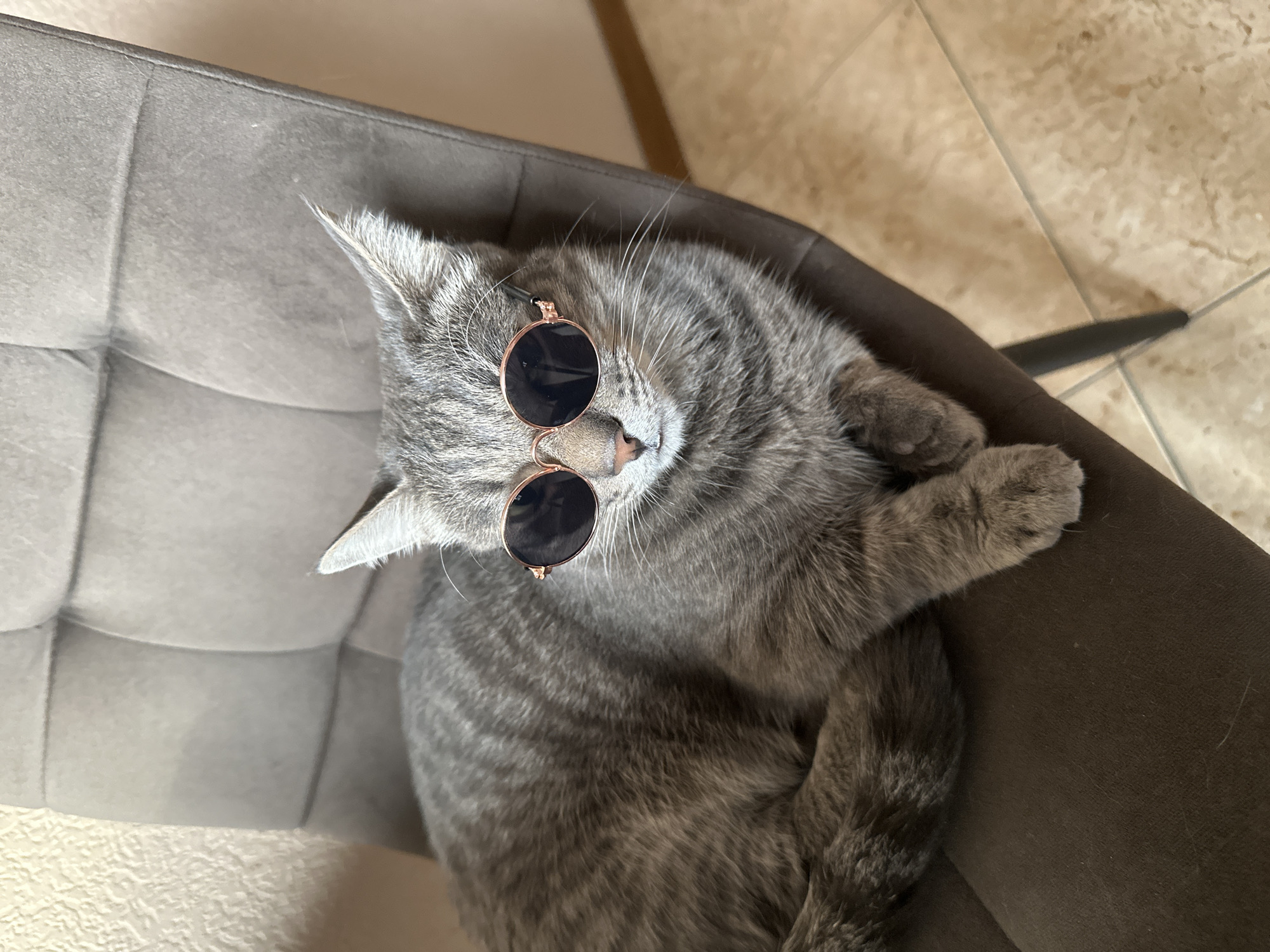 Cat in sunglasses spotted lounging indoors in Krasnoyarsk