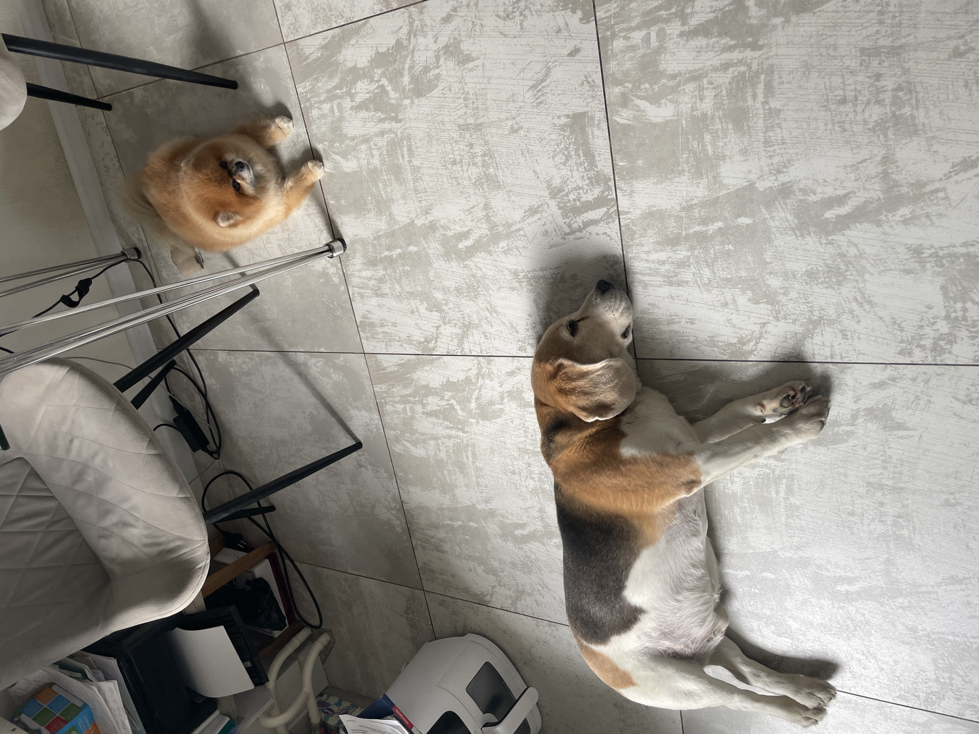 Morning domestic life captured in Krasnoyarsk home with pets