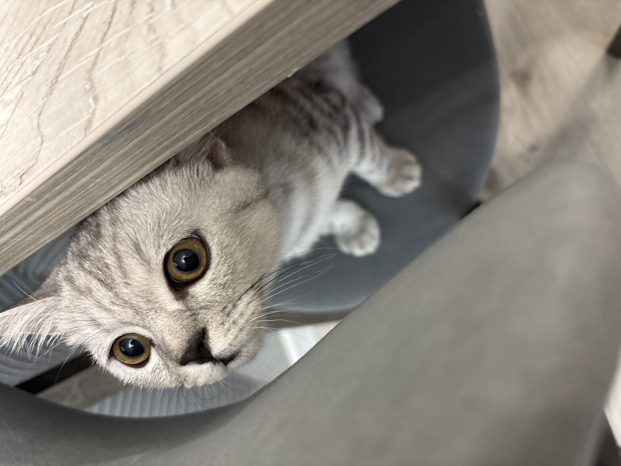 Cat under furniture and a mirror selfie at home in Izhevsk