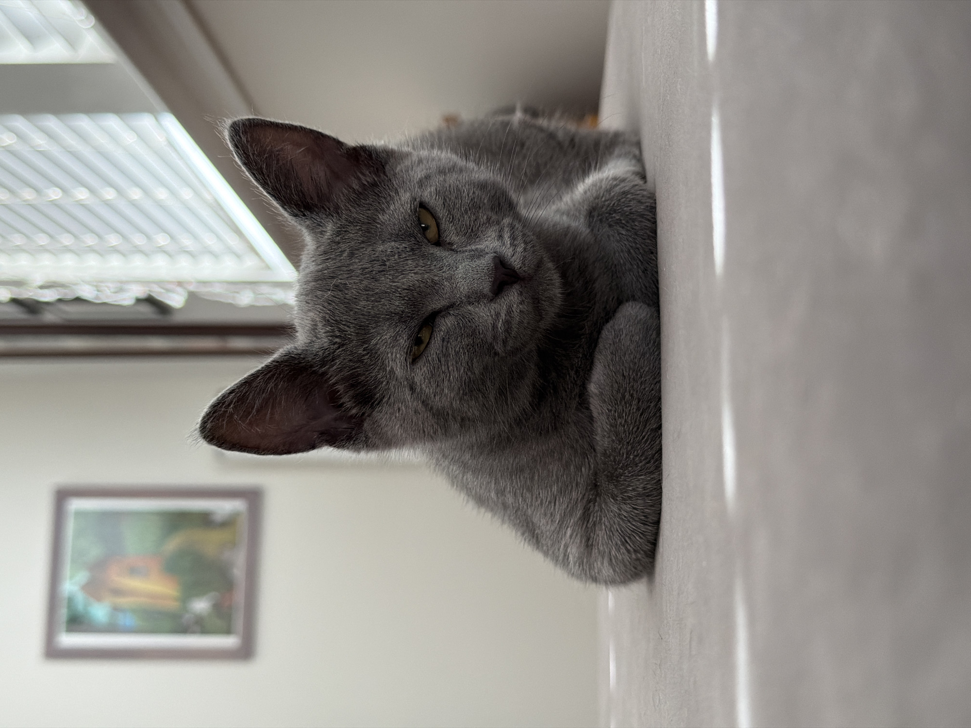 Gray cat resting on couch in Buford home