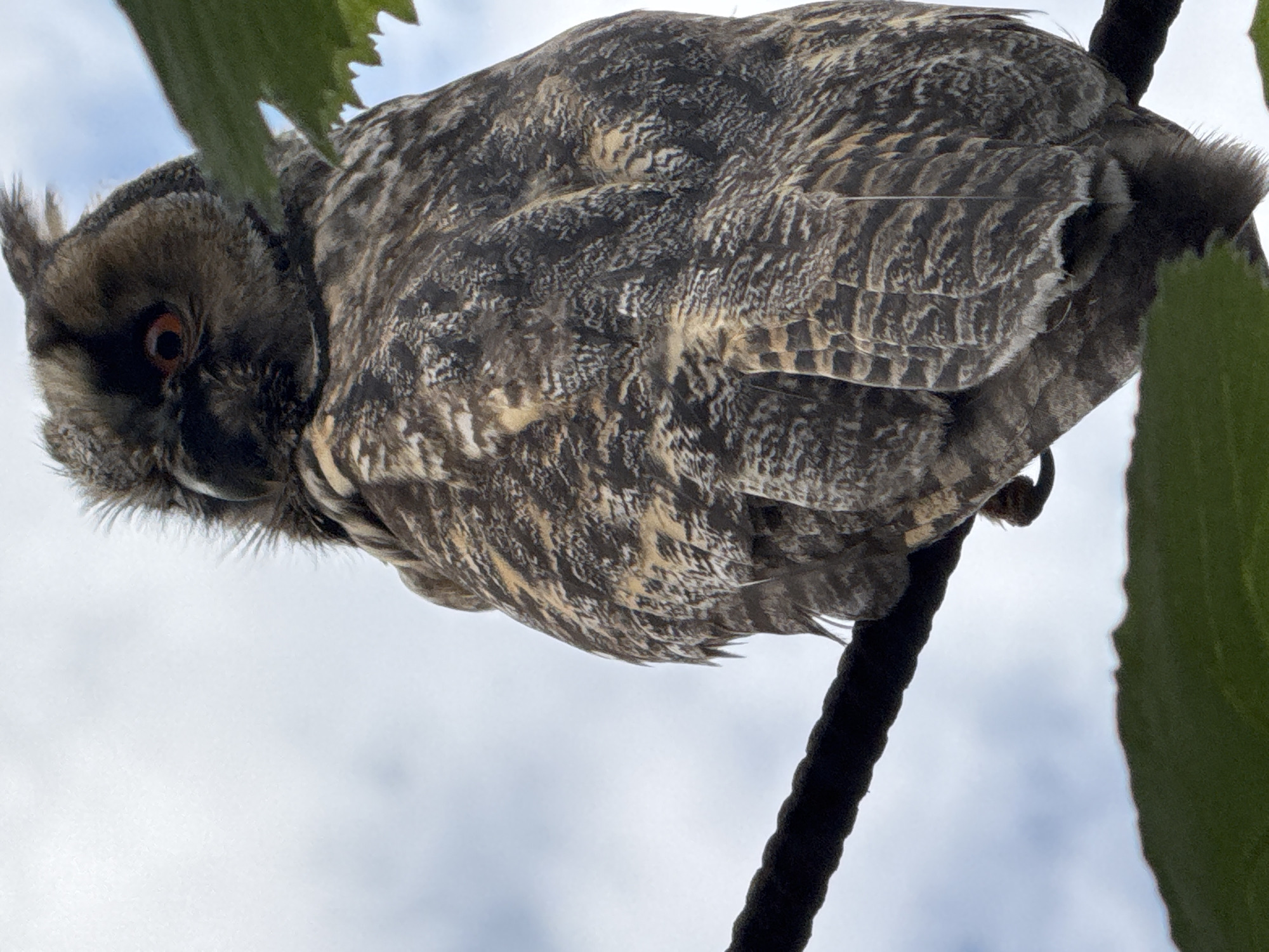 Long-eared owls and garden life around a home property