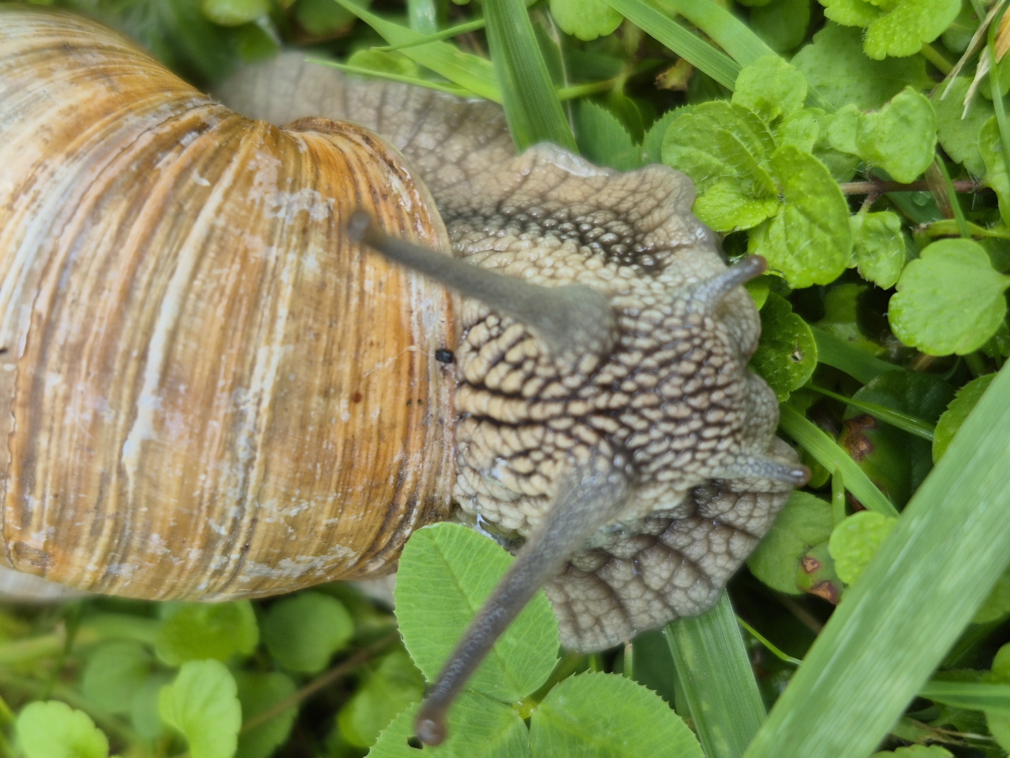 Garden snail up close, multiple angles in the grass