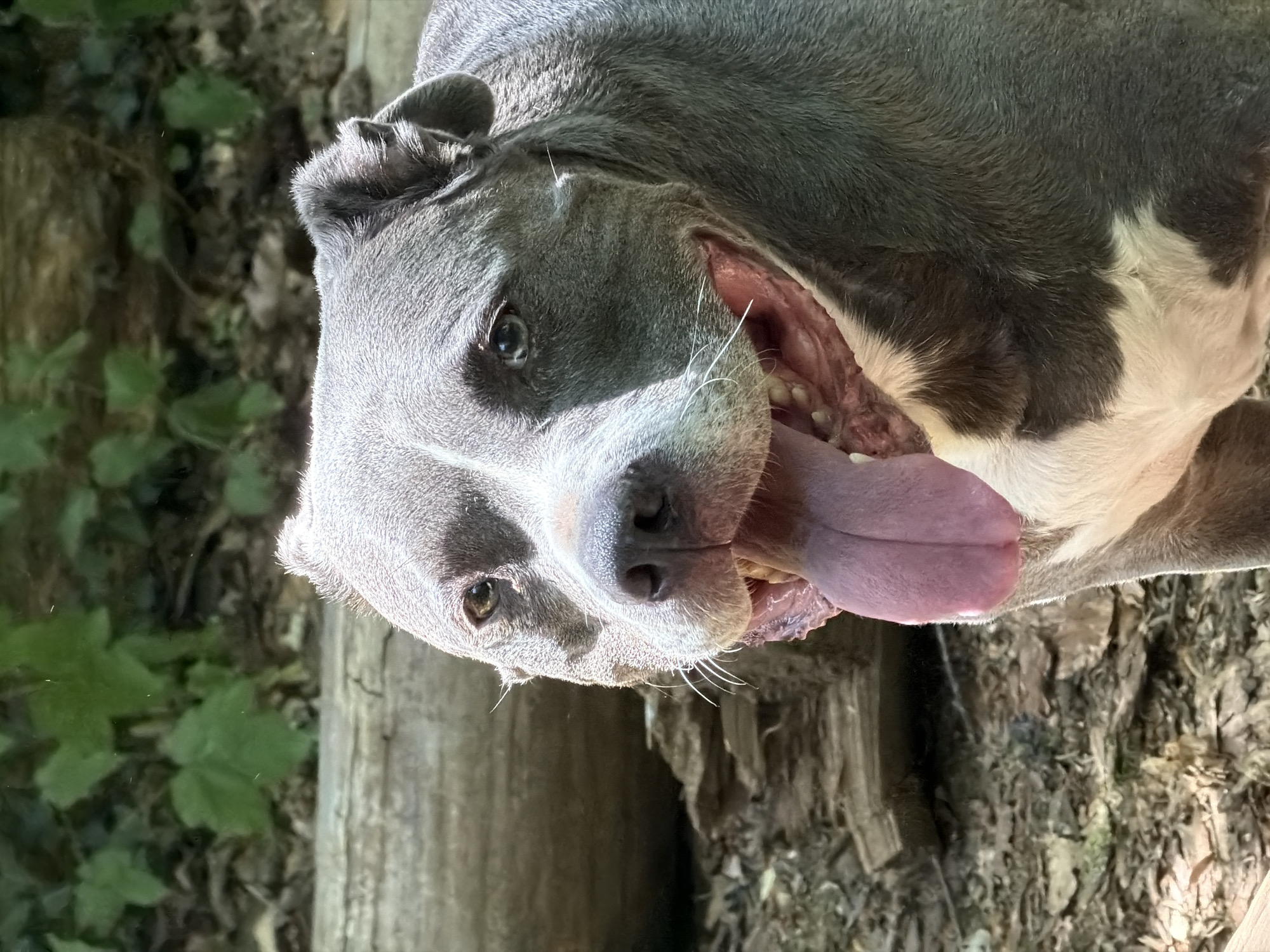 Grey pit bull and companion spending time in border woodland