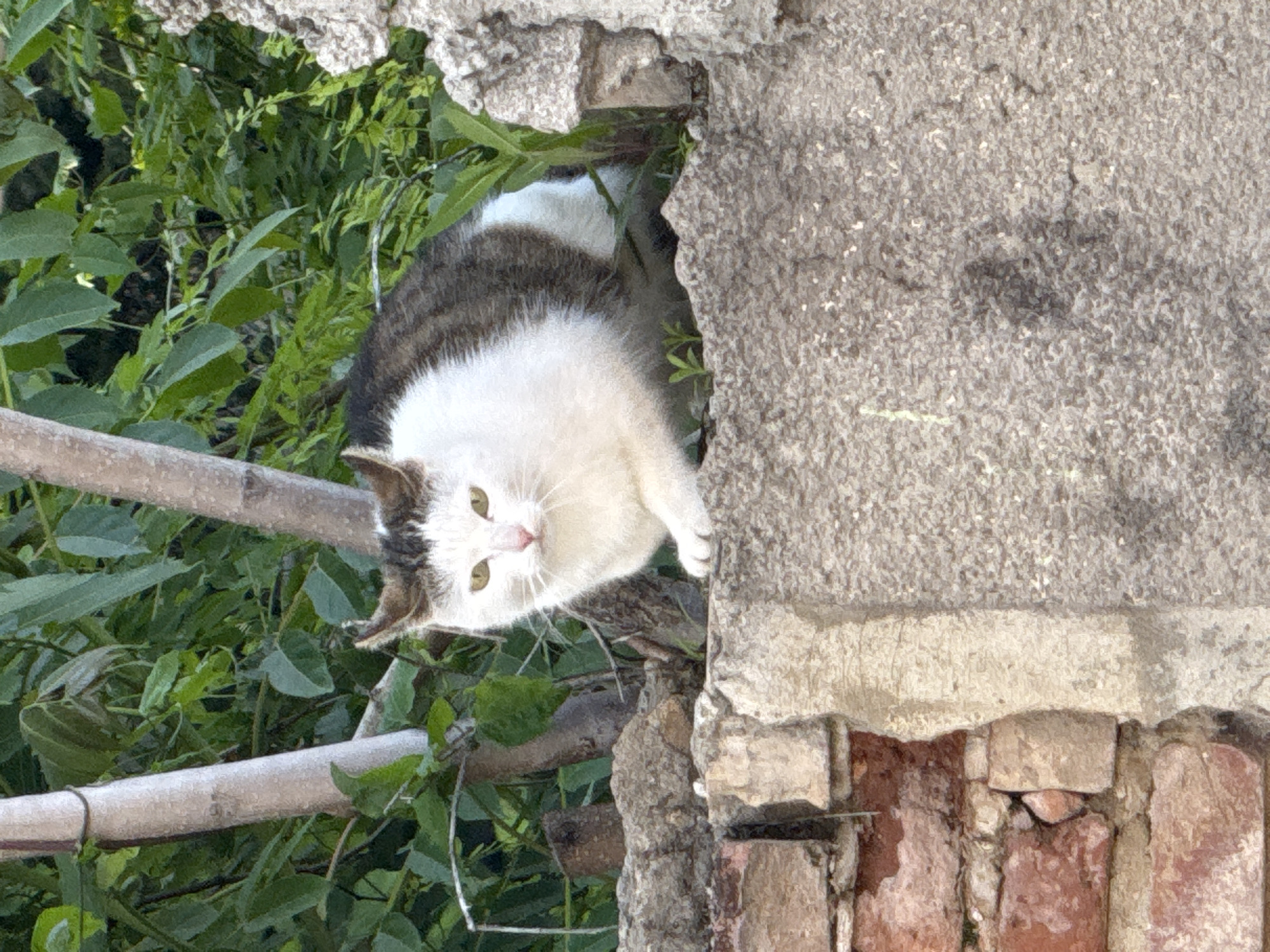Casual street documentation captures daily life in Lovech, Bulgaria