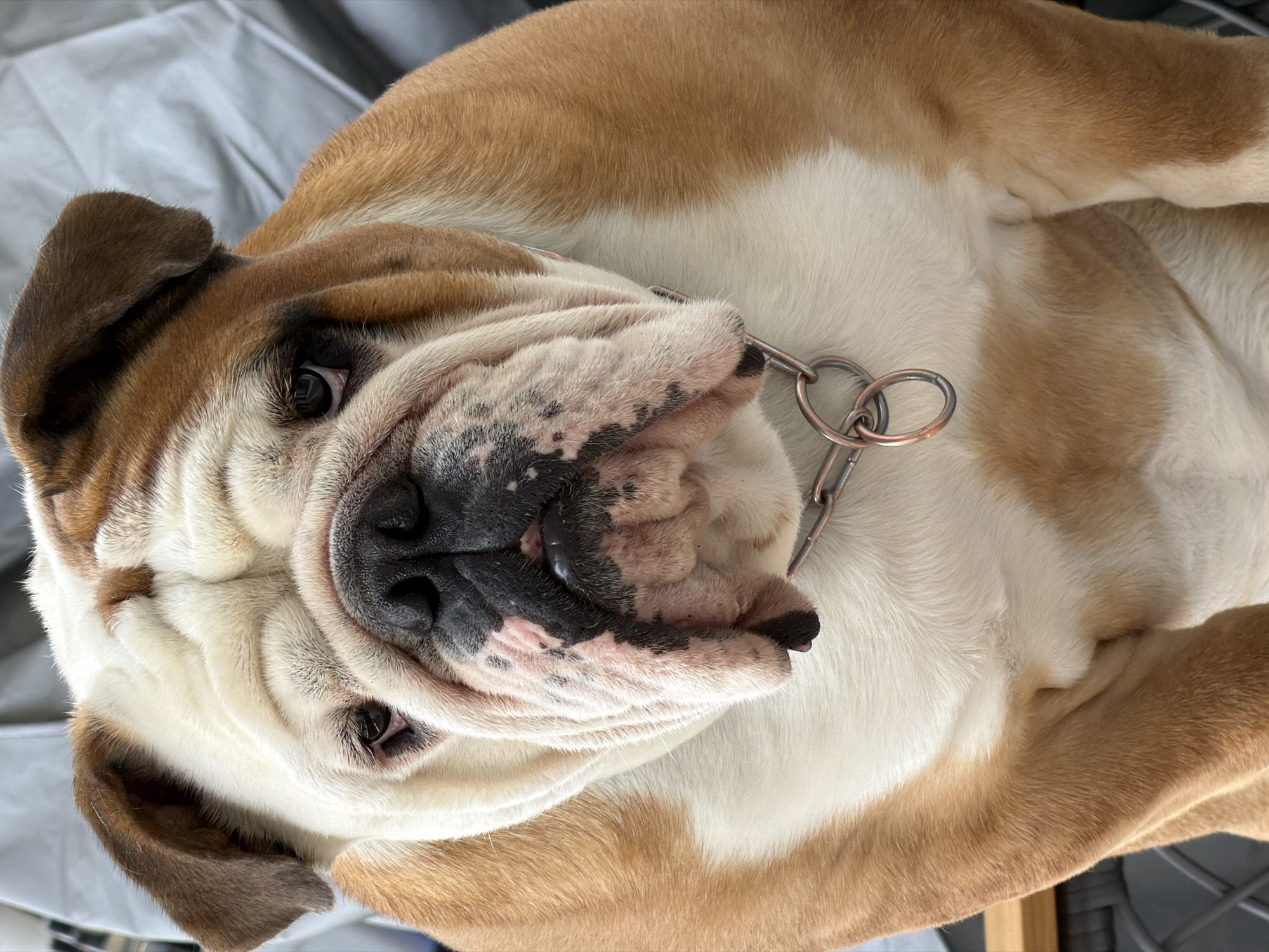 Sofia morning: bulldogs, cafe food, and neighborhood streets
