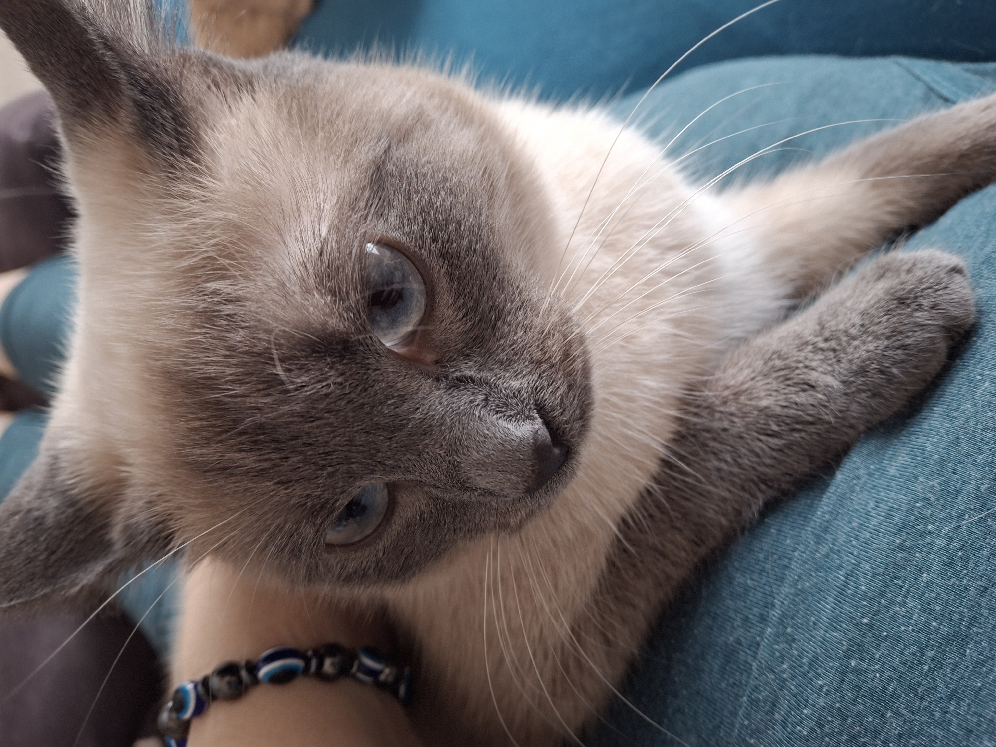 Lazy morning at a Tolyatti apartment with a Siamese cat