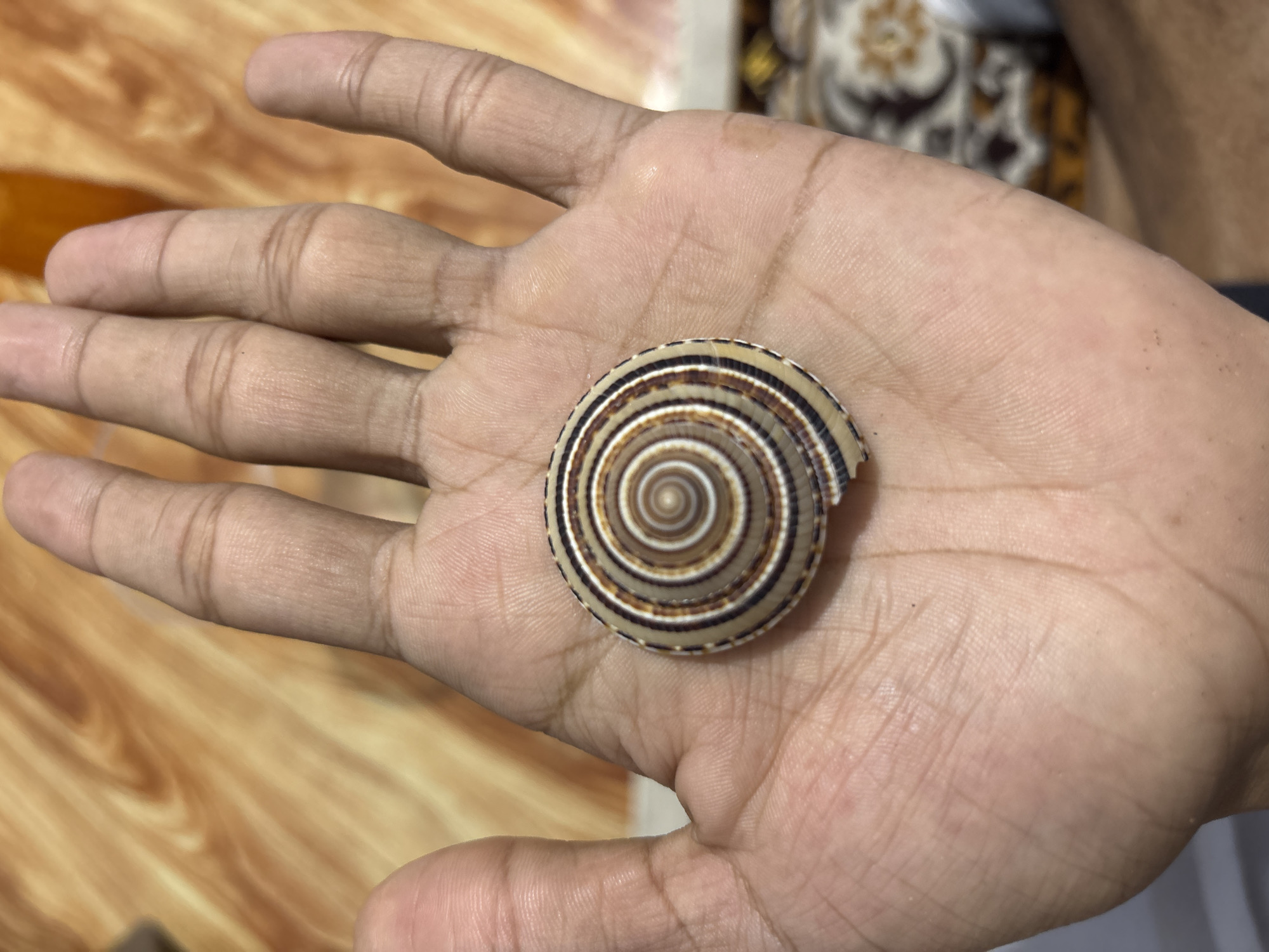 Person holds seashell and hot sauce in Indonesian village