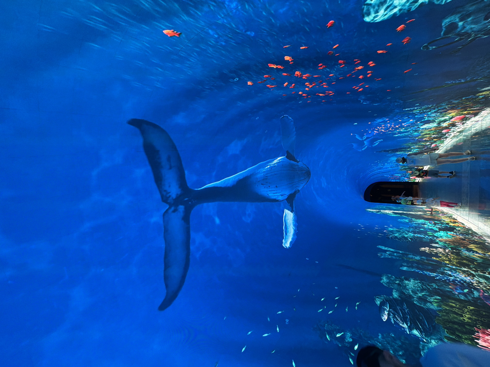 Visitors experience immersive digital whale exhibit with curved LED displays