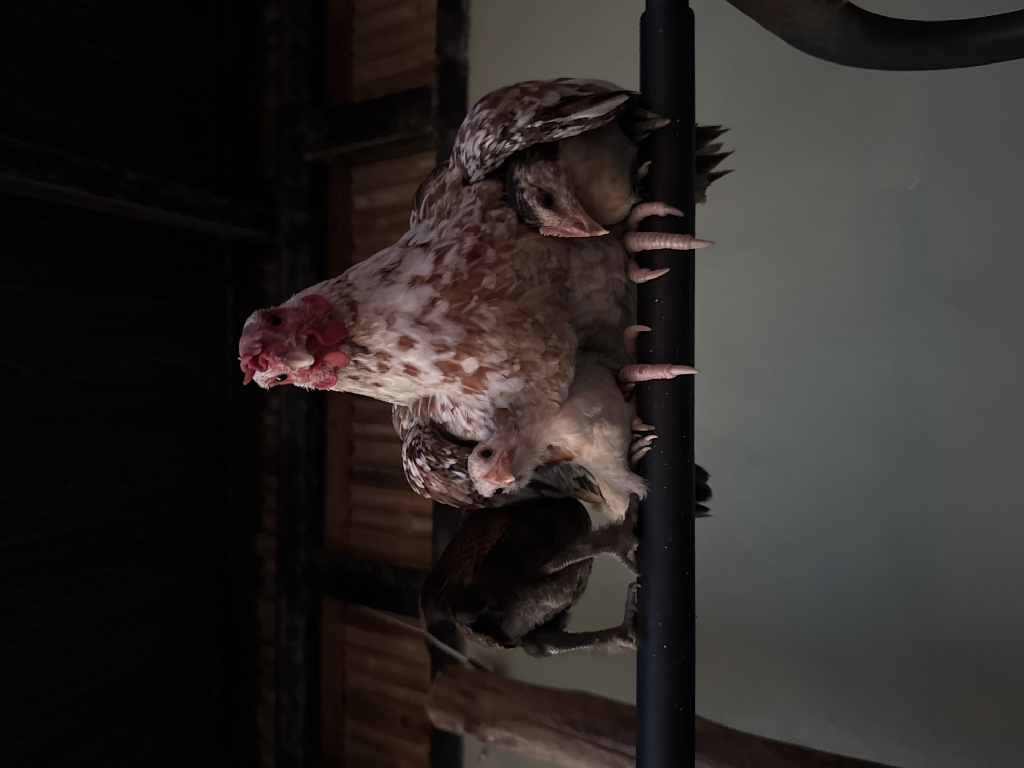 Chickens, flowers, and a Choeng Thale evening