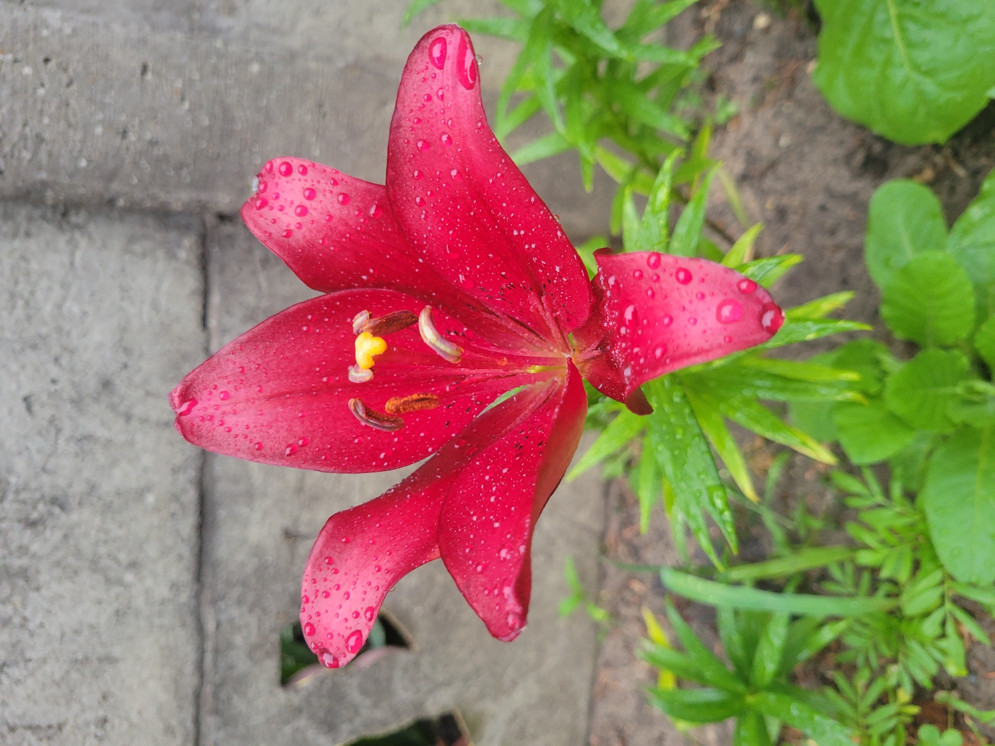Garden flowers after rain, Belaazyorsk