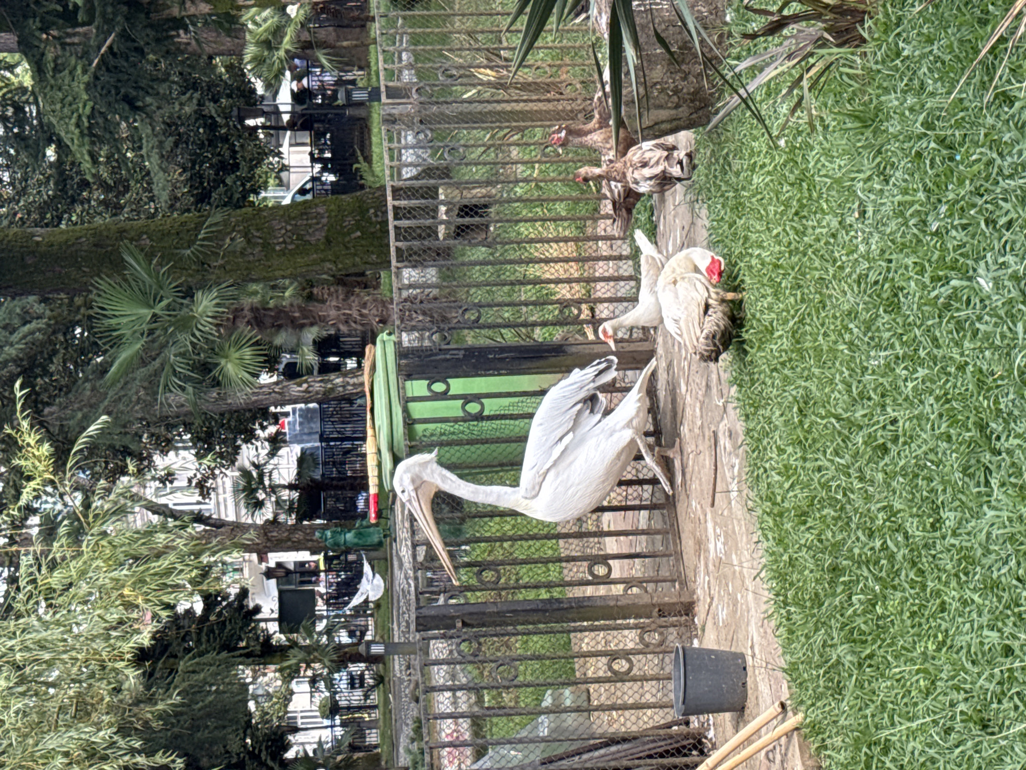 Batumi Boulevard: parks, sculptures, wildlife, and a cloudy beach
