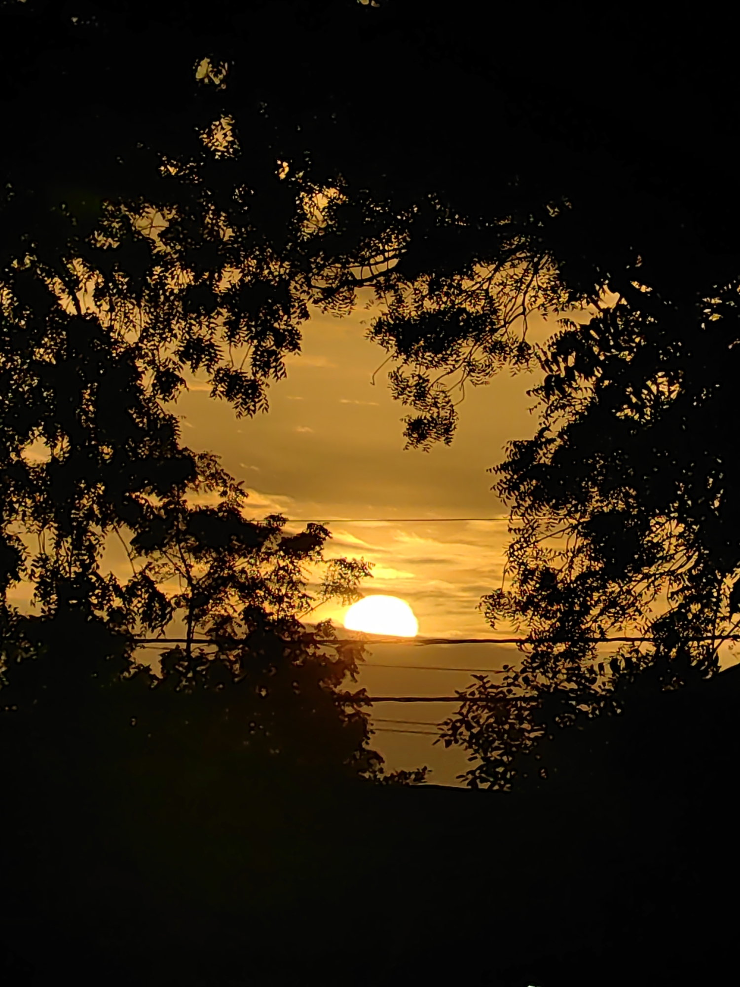 Trees silhouetted against a warm, cloud-streaked sunset
