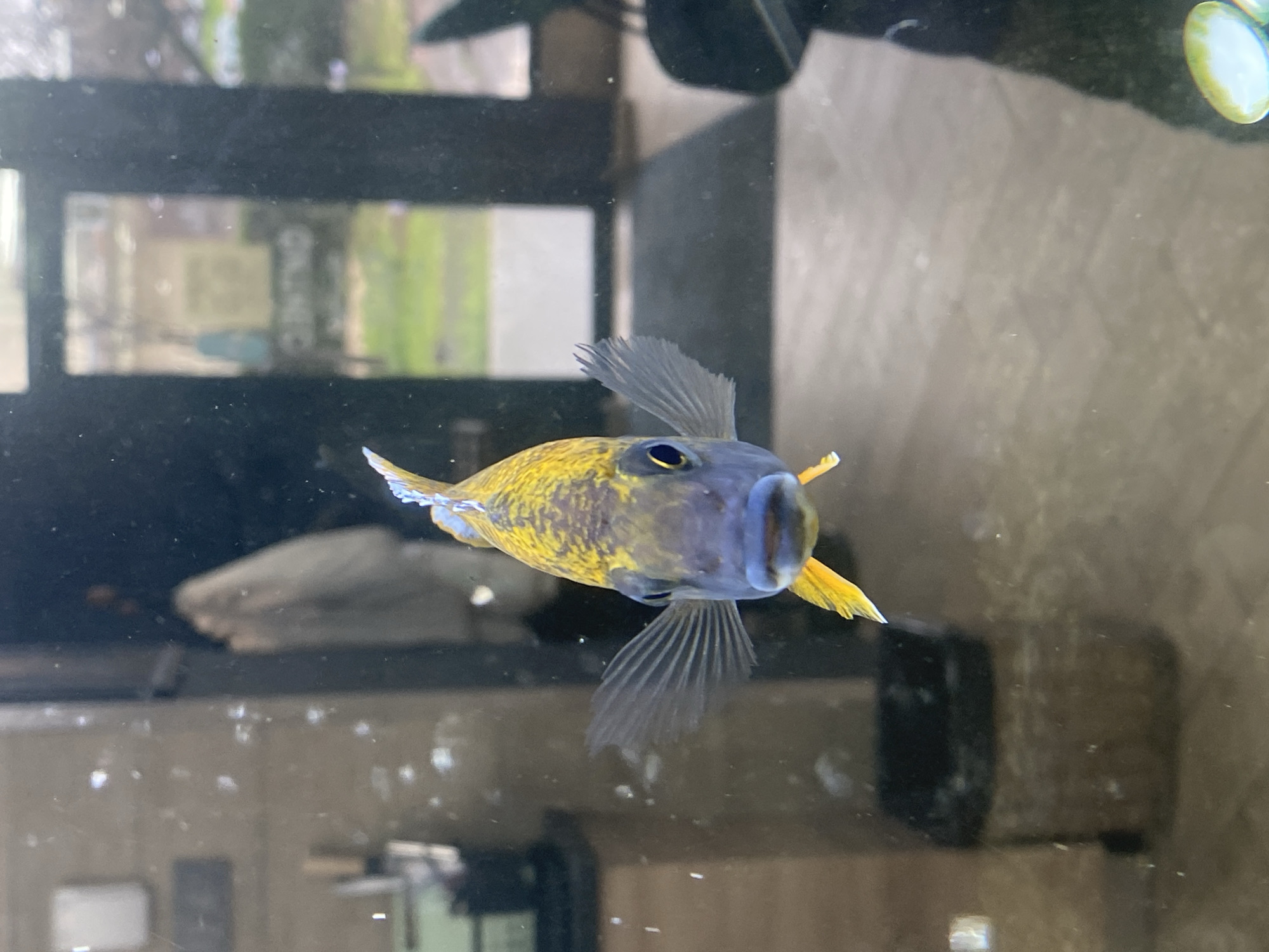Gym selfies and aquarium fish captured in Pleven