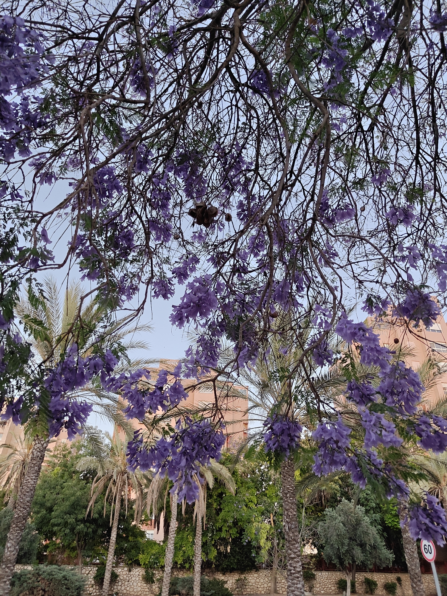 Observer documents blooming trees and urban wildlife in Be'er-Sheva