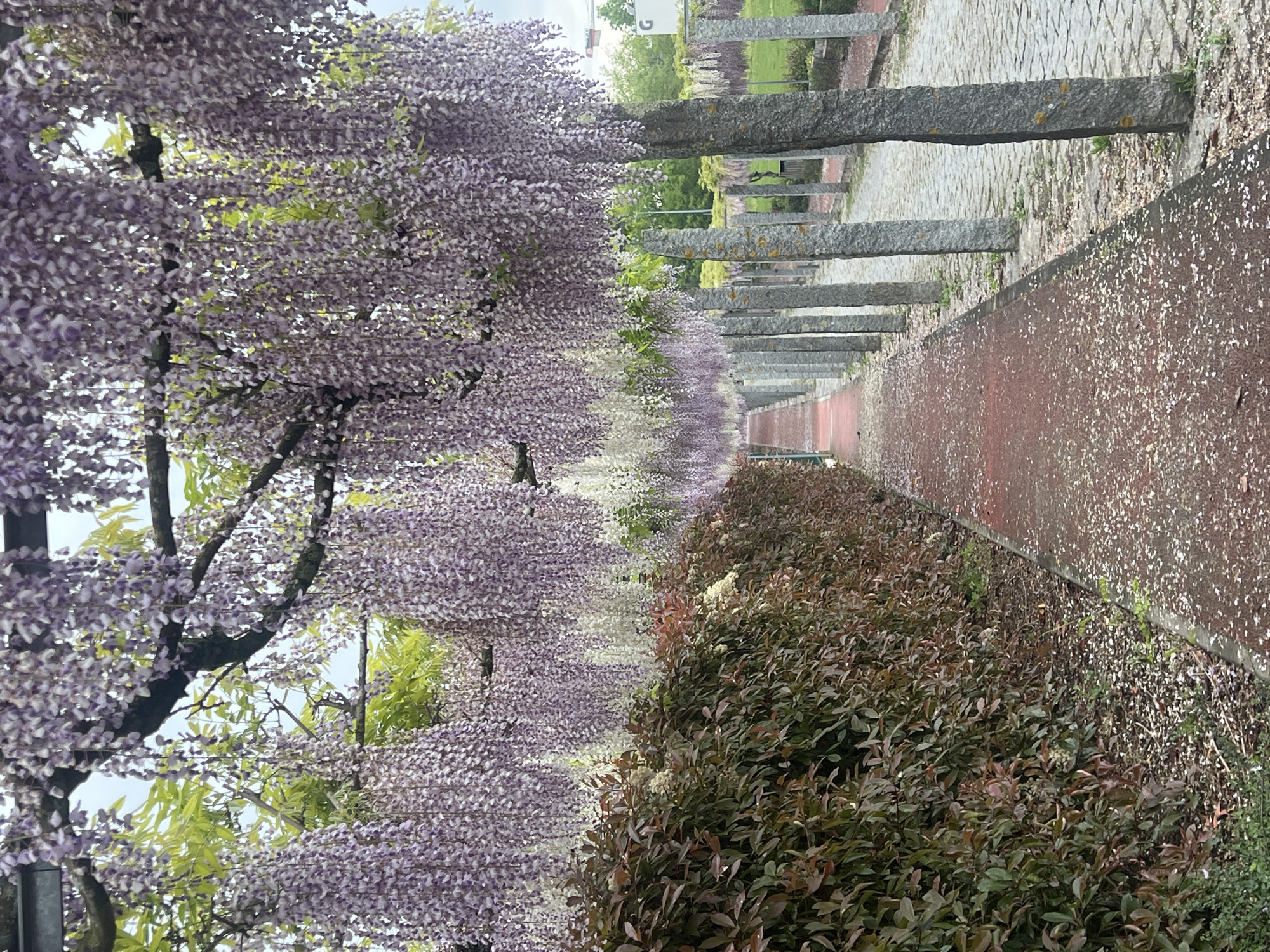 Wisteria trees bloom along pathway in Barcelos, Portugal